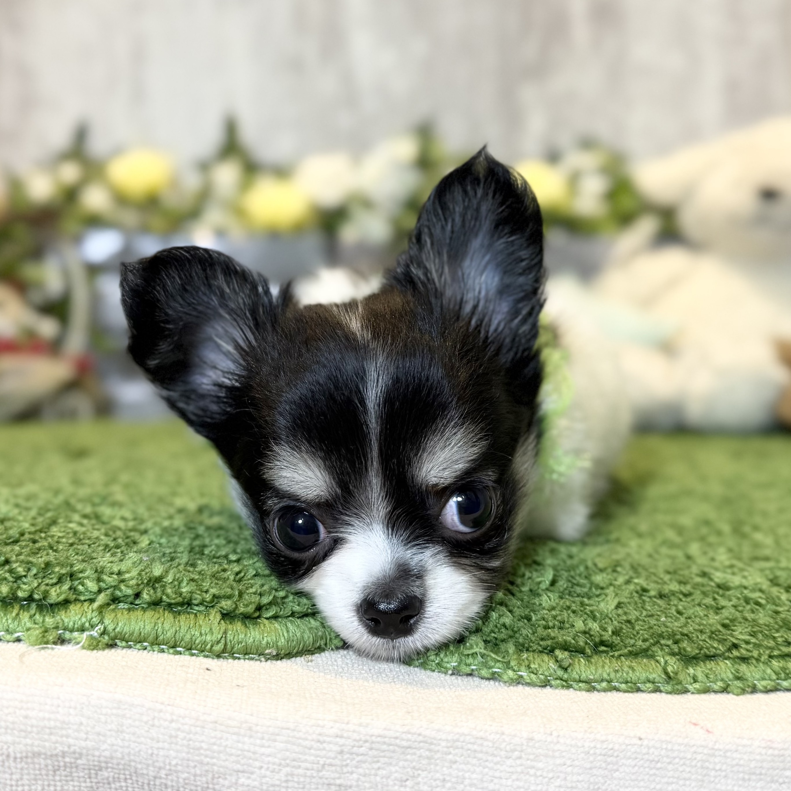 兵庫県のチワワ(ロング) (ペッツワン姫路大津店/2025年10月22日生まれ/男の子/ブラックタンホワイト)の子犬の3枚目の画像