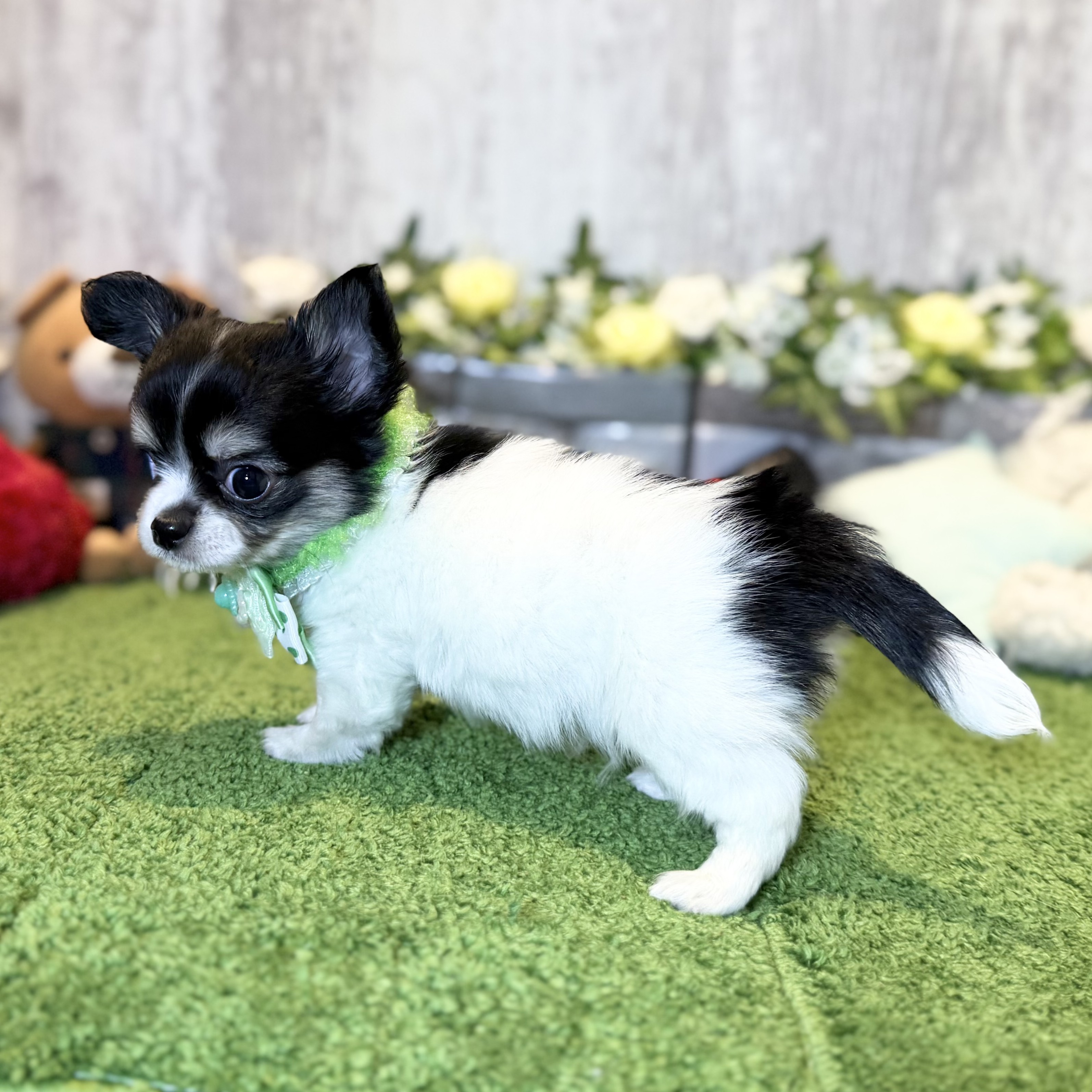 兵庫県のチワワ(ロング) (ペッツワン姫路大津店/2025年10月22日生まれ/男の子/ブラックタンホワイト)の子犬の2枚目の画像