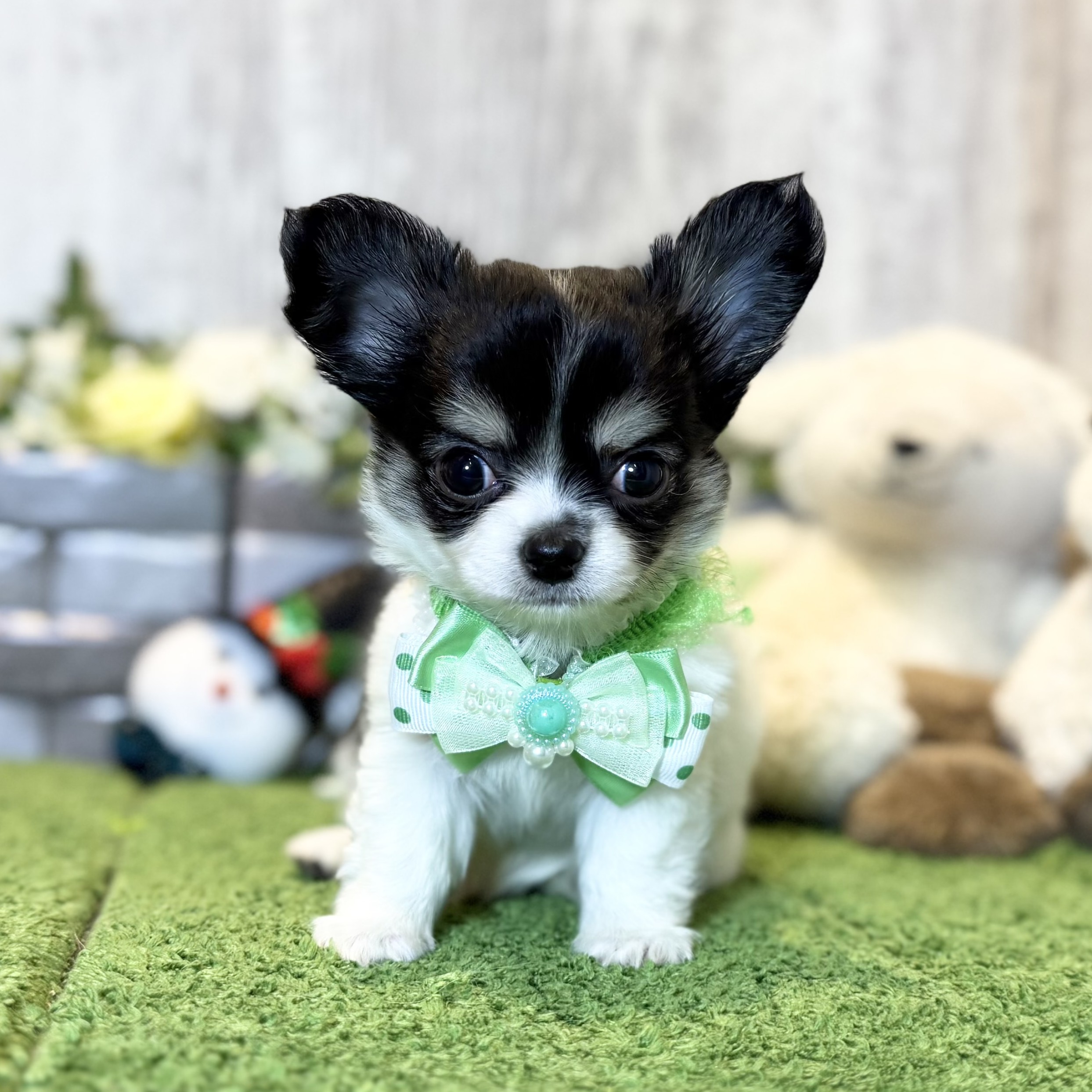 兵庫県のチワワ(ロング) (ペッツワン姫路大津店/2025年10月22日生まれ/男の子/ブラックタンホワイト)の子犬の1枚目の画像