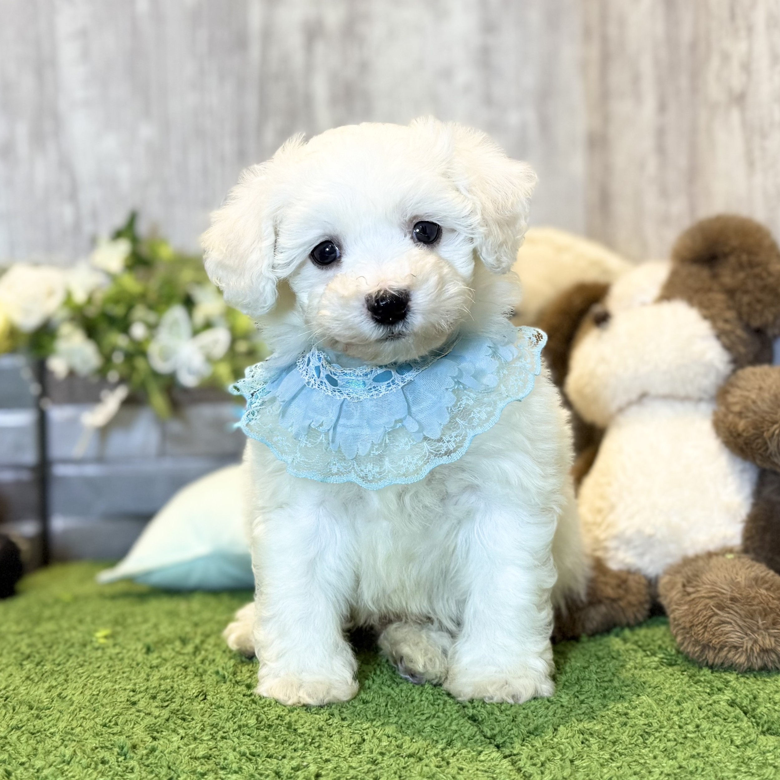 兵庫県のビションフリーゼ (ペッツワン姫路大津店/2025年10月22日生まれ/男の子/ホワイト)の子犬の1枚目の画像