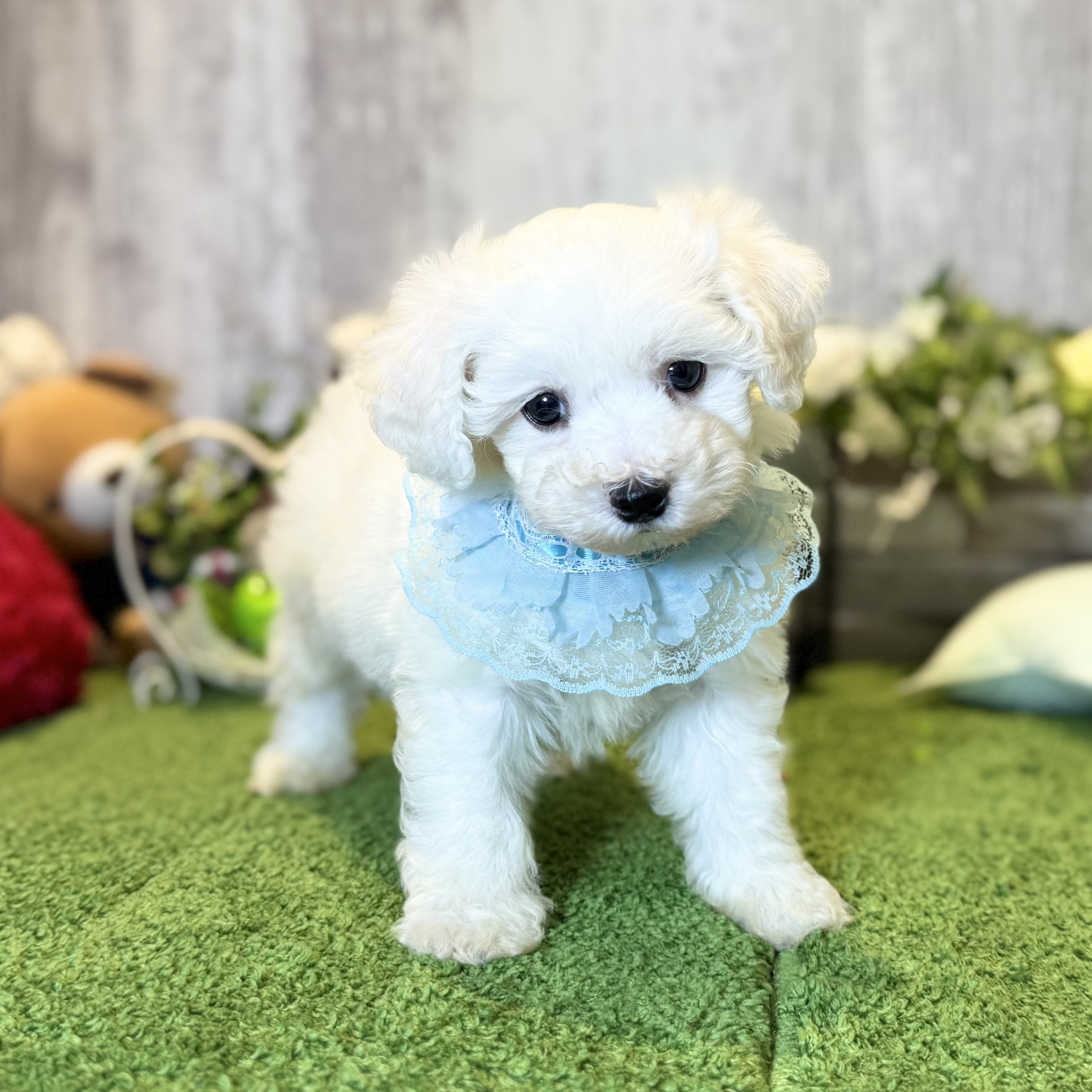 兵庫県のビションフリーゼ (ペッツワン姫路大津店/2025年10月22日生まれ/男の子/ホワイト)の子犬の3枚目の画像