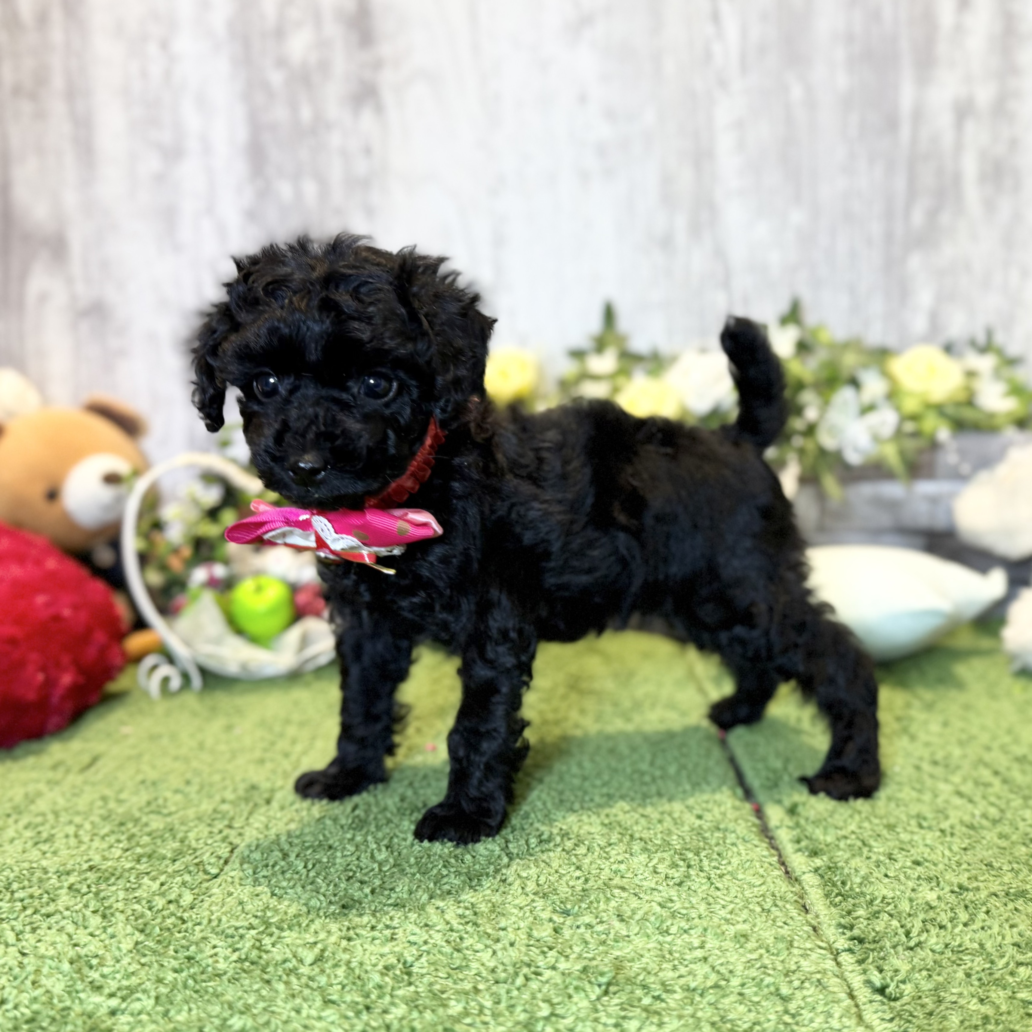 兵庫県のトイプードル(トイ) (ペッツワン姫路大津店/2025年10月23日生まれ/女の子/ブラック)の子犬の2枚目の画像