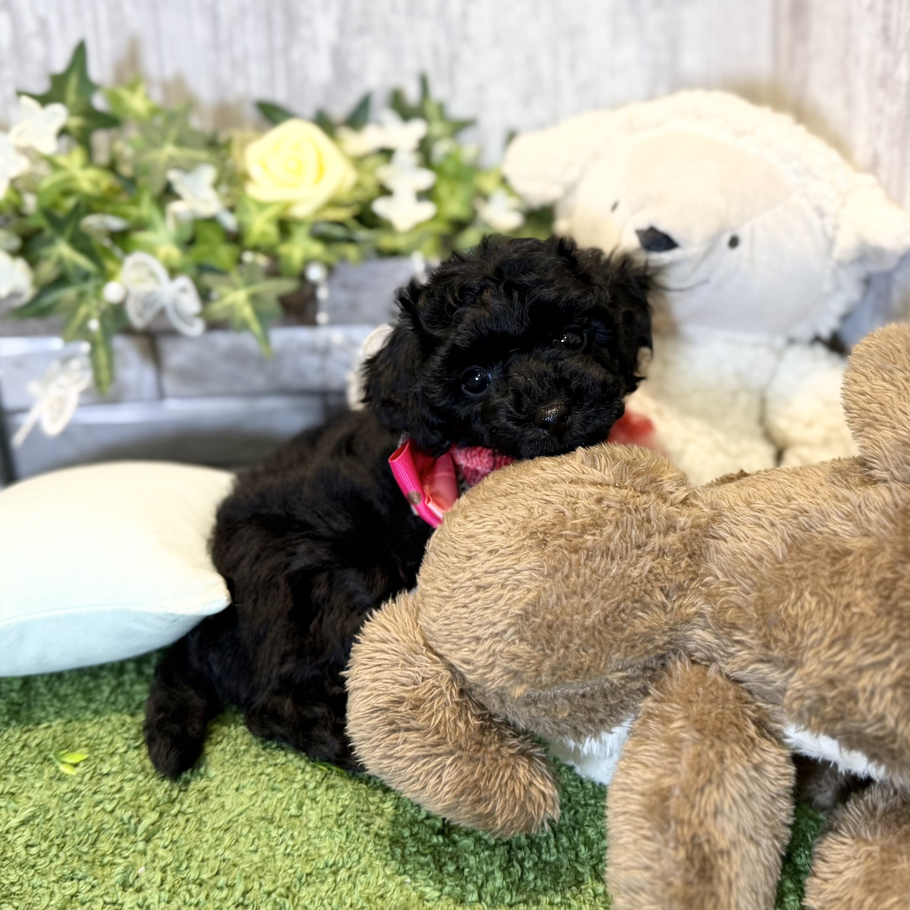 兵庫県のトイプードル(トイ) (ペッツワン姫路大津店/2025年10月23日生まれ/女の子/ブラック)の子犬の3枚目の画像