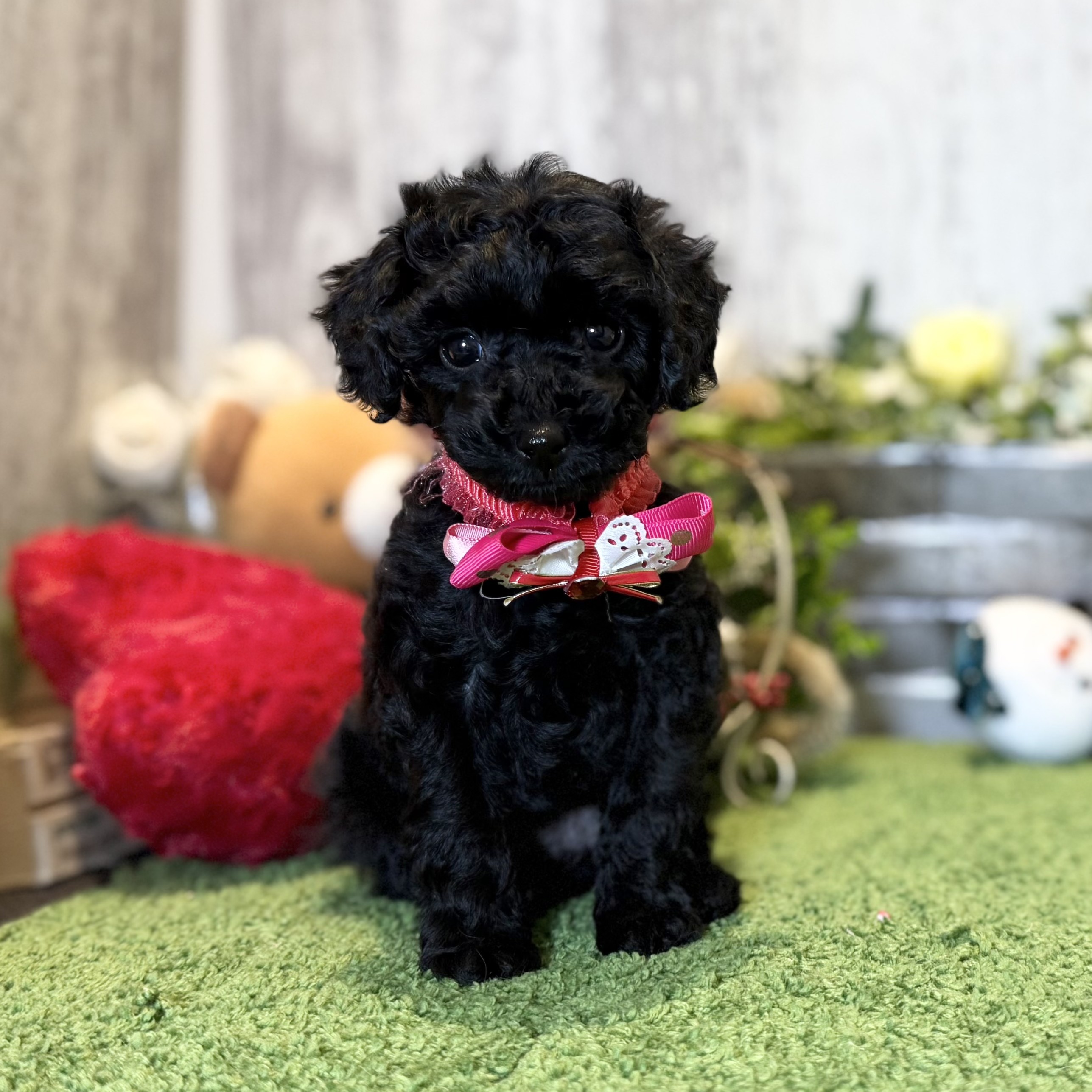 兵庫県のトイプードル(トイ) (ペッツワン姫路大津店/2025年10月23日生まれ/女の子/ブラック)の子犬の1枚目の画像