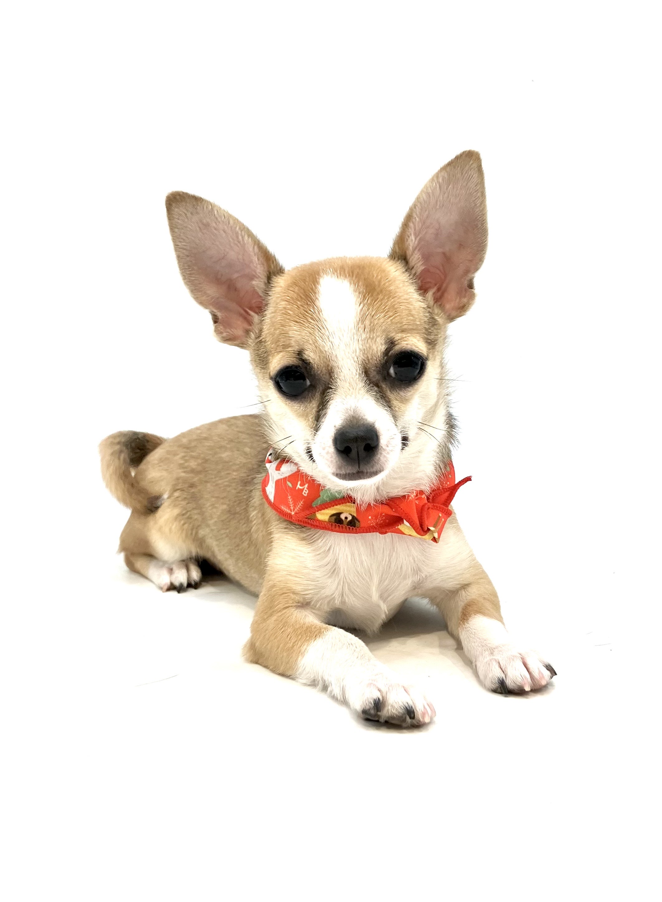 埼玉県のチワワ(ロング) (ペッツワン行田店/2025年7月25日生まれ/女の子/フォーンホワイト)の子犬