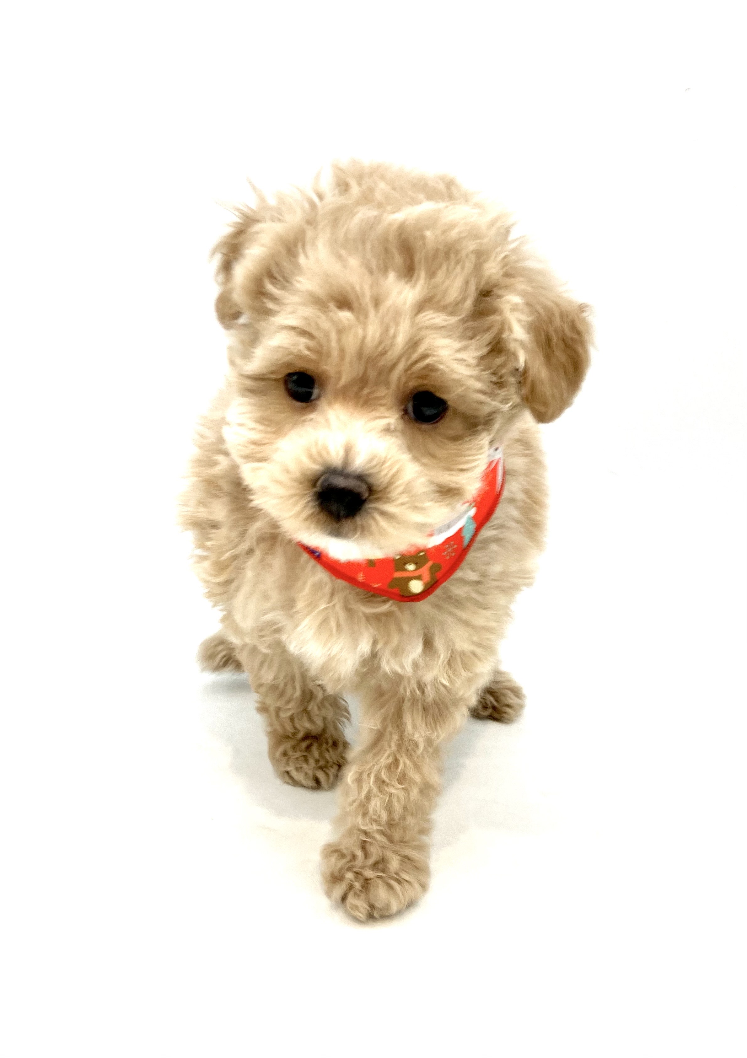 埼玉県のハーフ犬・ミックス犬 (ペッツワン行田店/2025年10月5日生まれ/男の子/アプリコット)の子犬の2枚目の画像