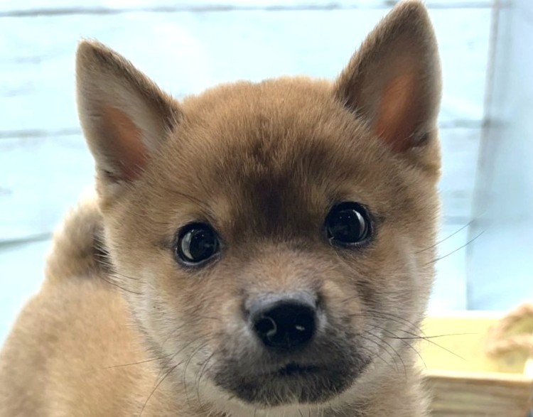 静岡県の柴犬(標準サイズ) (ペッツワン藤枝店/2025年10月5日生まれ/男の子/赤)の子犬