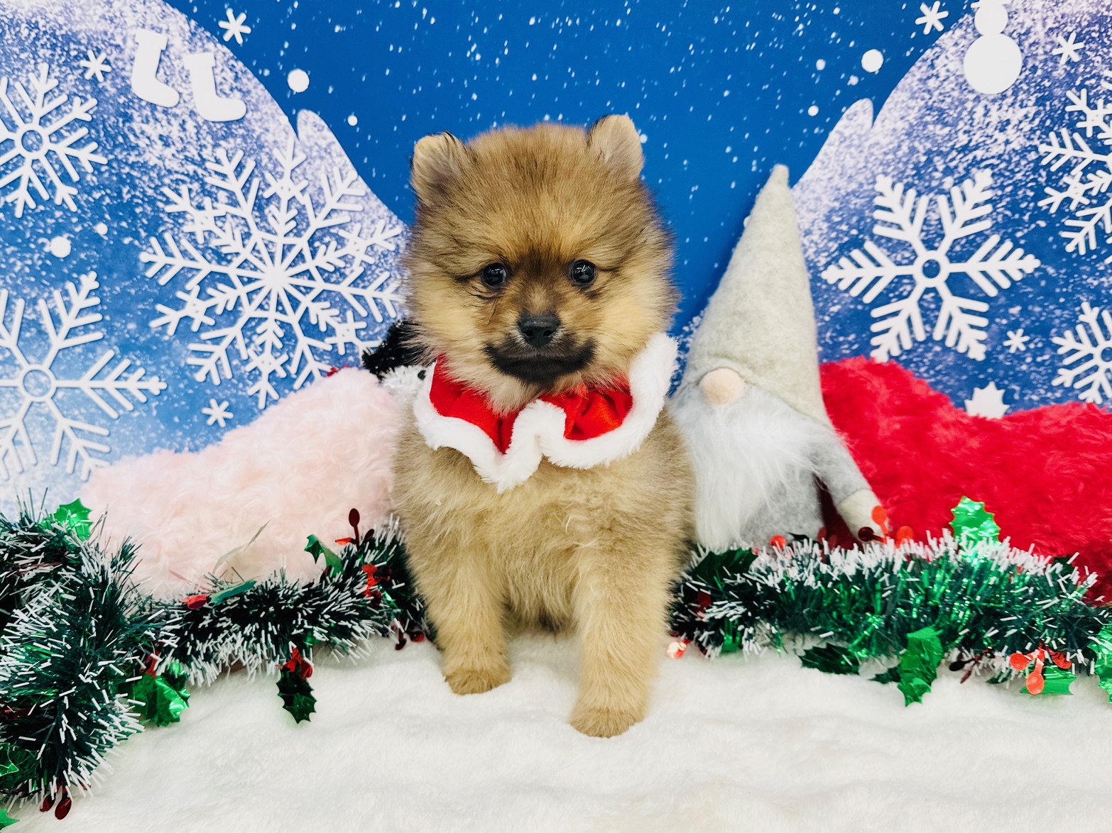 兵庫県のポメラニアン (ペッツワン神戸深江浜店/2025年10月17日生まれ/男の子/オレンジ)の子犬