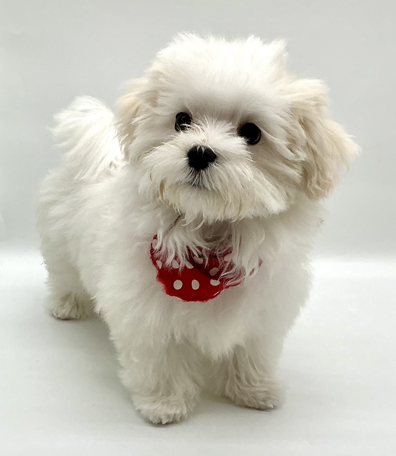 埼玉県のマルチーズ (ペッツワン鶴ヶ島店/2025年8月26日生まれ/男の子/ホワイト)の子犬