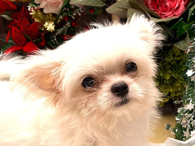 京都府のハーフ犬・ミックス犬 (ペッツワン木津川店/2025年9月22日生まれ/女の子/ホワイトクリーム)の子犬