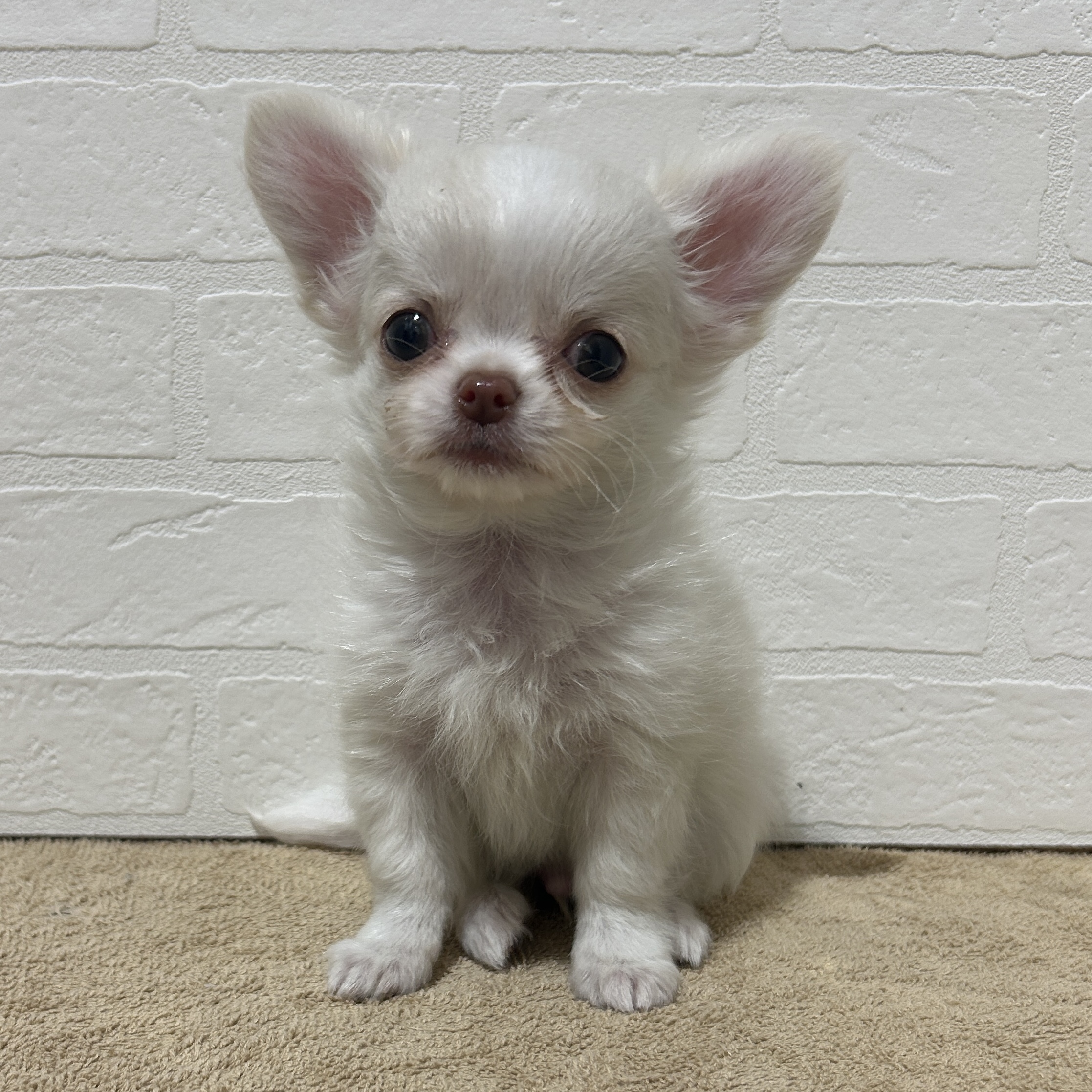 愛知県のチワワ(ロング) (ペッツワン常滑店/2025年10月27日生まれ/男の子/クリーム)の子犬