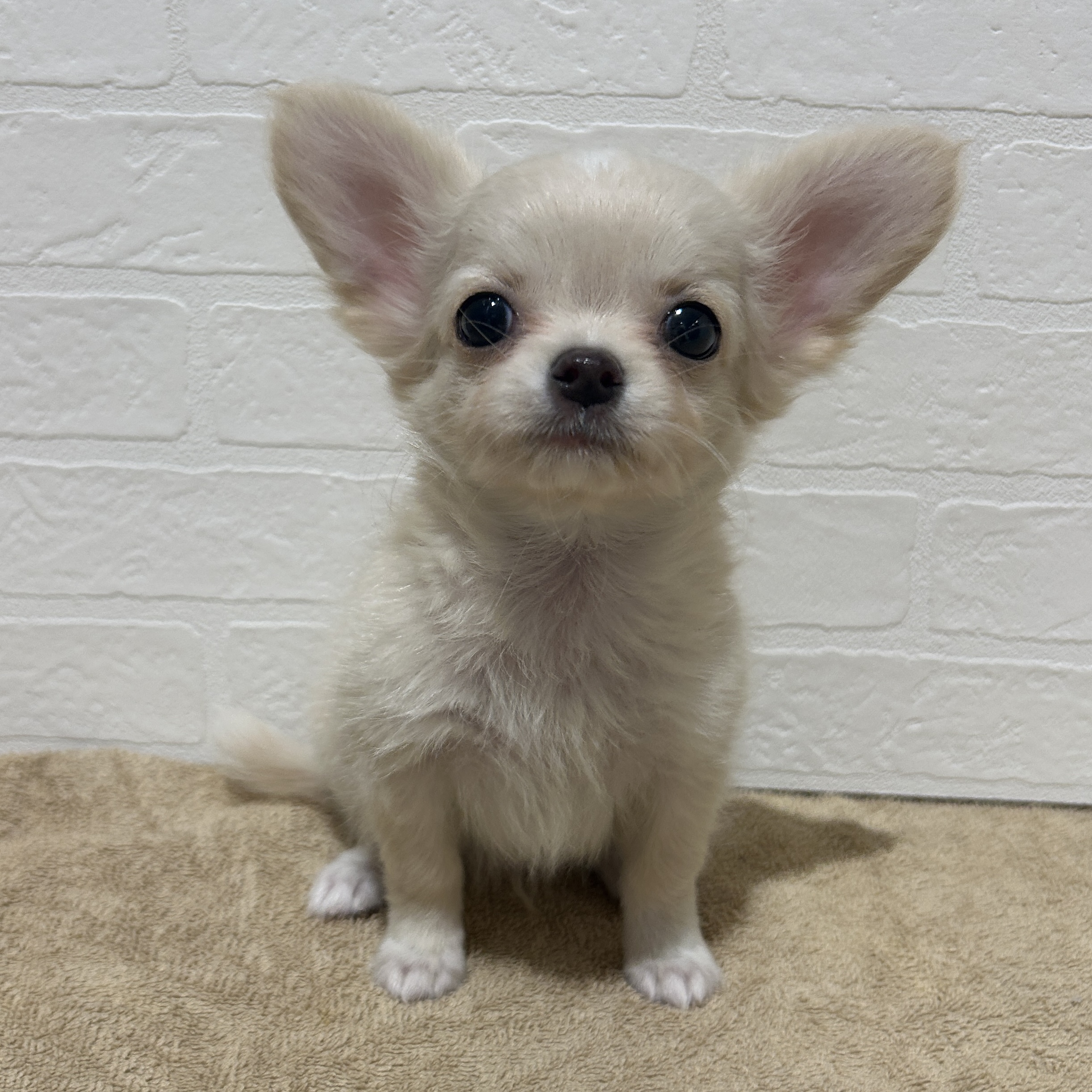 愛知県のチワワ(ロング) (ペッツワン常滑店/2025年10月27日生まれ/男の子/クリーム)の子犬