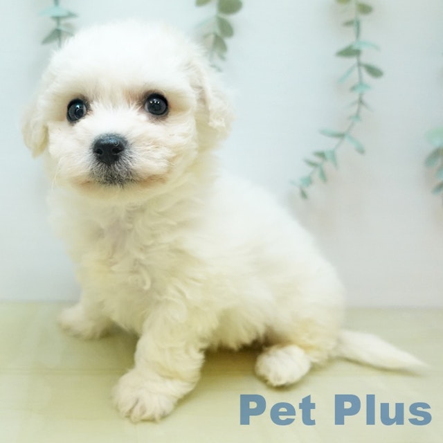 イヌ - 新座店 | ペッツワン