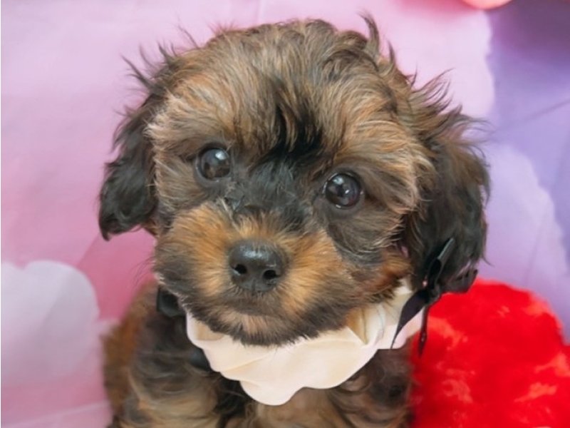 沖縄県のハーフ犬・ミックス犬 (ペッツワンFCあがり浜店/2025年7月3日生まれ/男の子/ブリンドル)の子犬