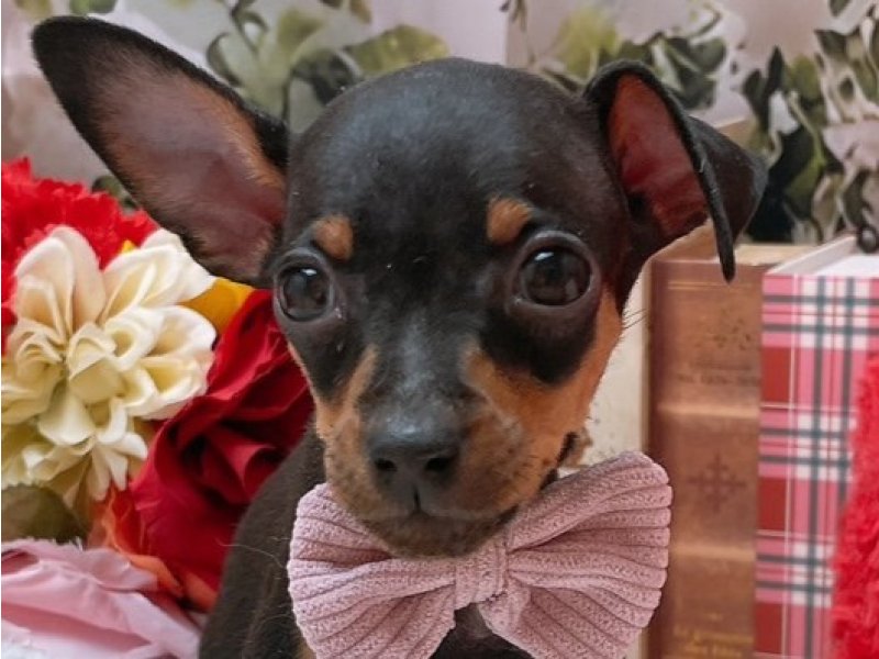 沖縄県のミニチュアピンシャー (ペッツワンFCあがり浜店/2025年7月26日生まれ/女の子/ブラックタン)の子犬