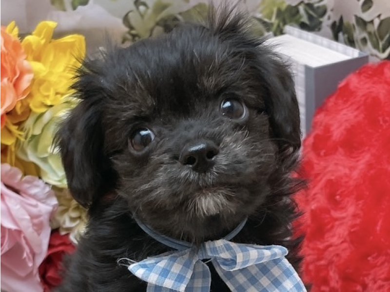 沖縄県のハーフ犬・ミックス犬 (ペッツワンFCあがり浜店/2025年9月7日生まれ/男の子/ブラックタン)の子犬