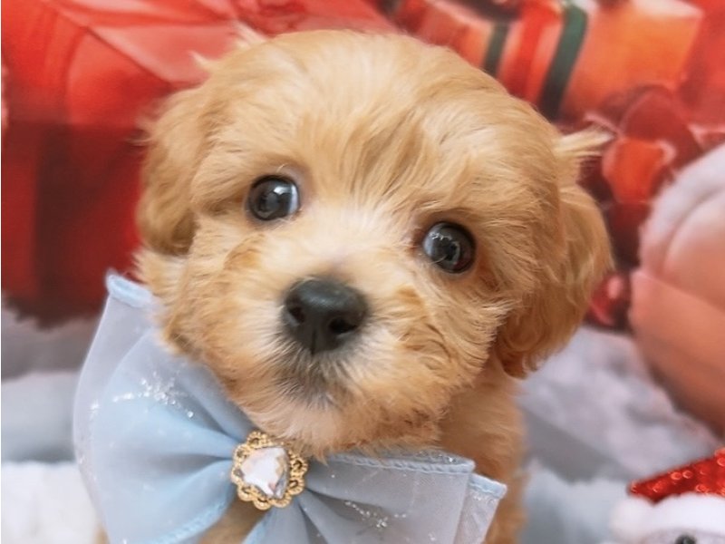 沖縄県のハーフ犬・ミックス犬 (ペッツワンFCあがり浜店/2025年9月17日生まれ/男の子/クリーム)の子犬