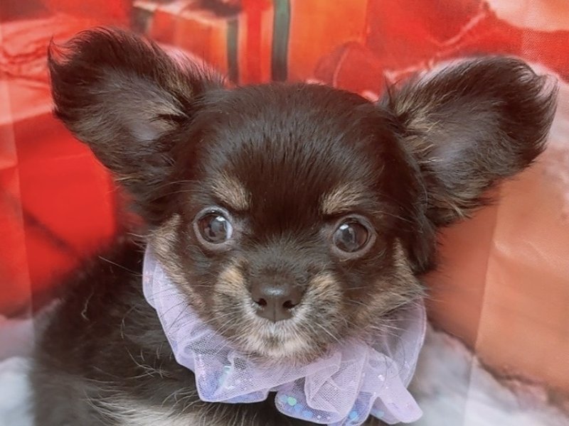 沖縄県のチワワ(ロング) (ペッツワンFCあがり浜店/2025年10月4日生まれ/男の子/ブラックタンホワイト)の子犬