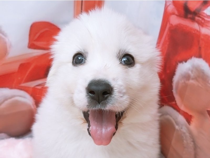 沖縄県のハーフ犬・ミックス犬 (ペッツワンFCあがり浜店/2025年10月5日生まれ/女の子/クリーム)の子犬