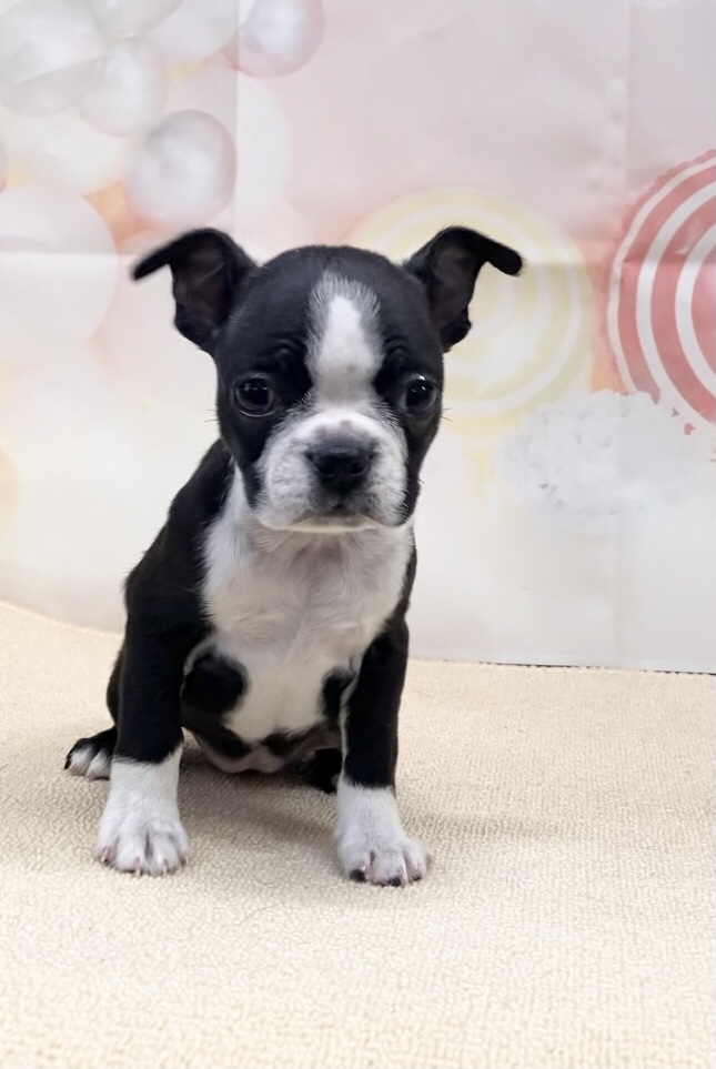 岡山県のボストンテリア (ペッツワンFC津山店/2025年9月21日生まれ/女の子/ボストンカラー)の子犬