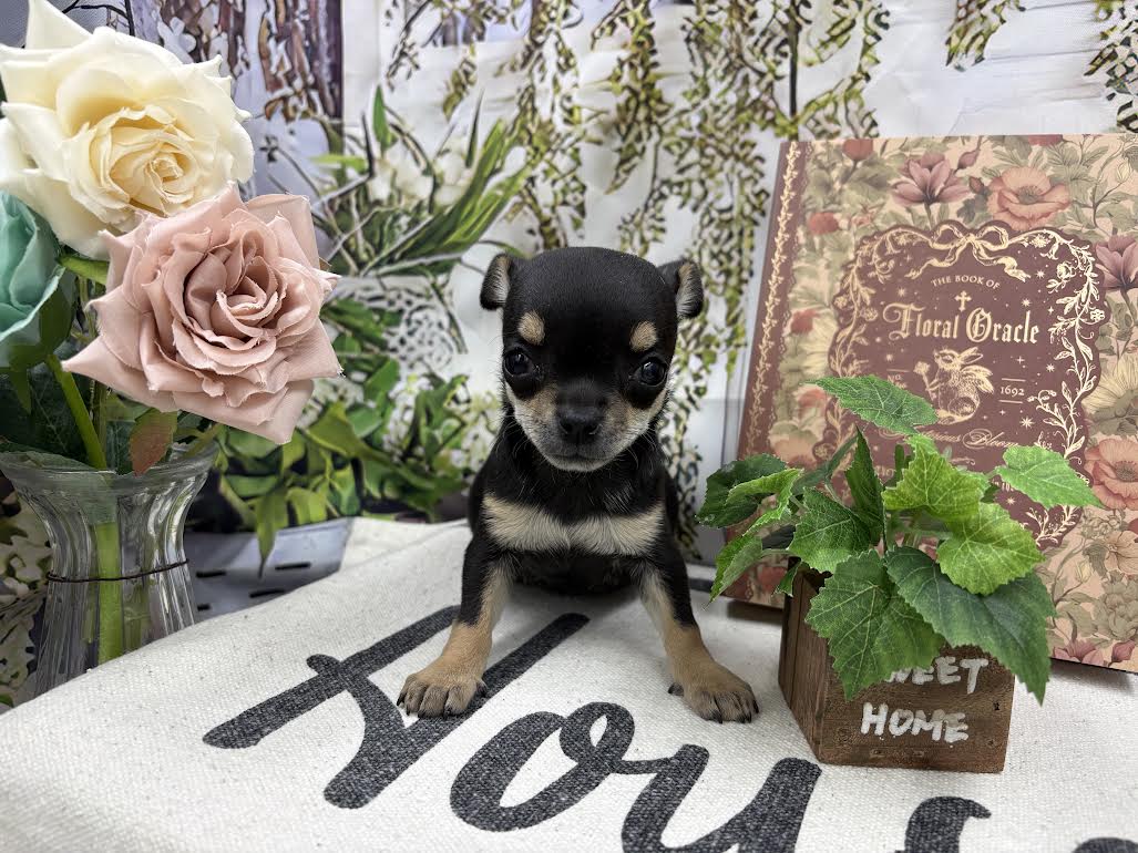 群馬県のチワワ(ロング) (ペッツワン前橋小島田店/2025年10月18日生まれ/女の子/ブラックタンホワイト)の子犬