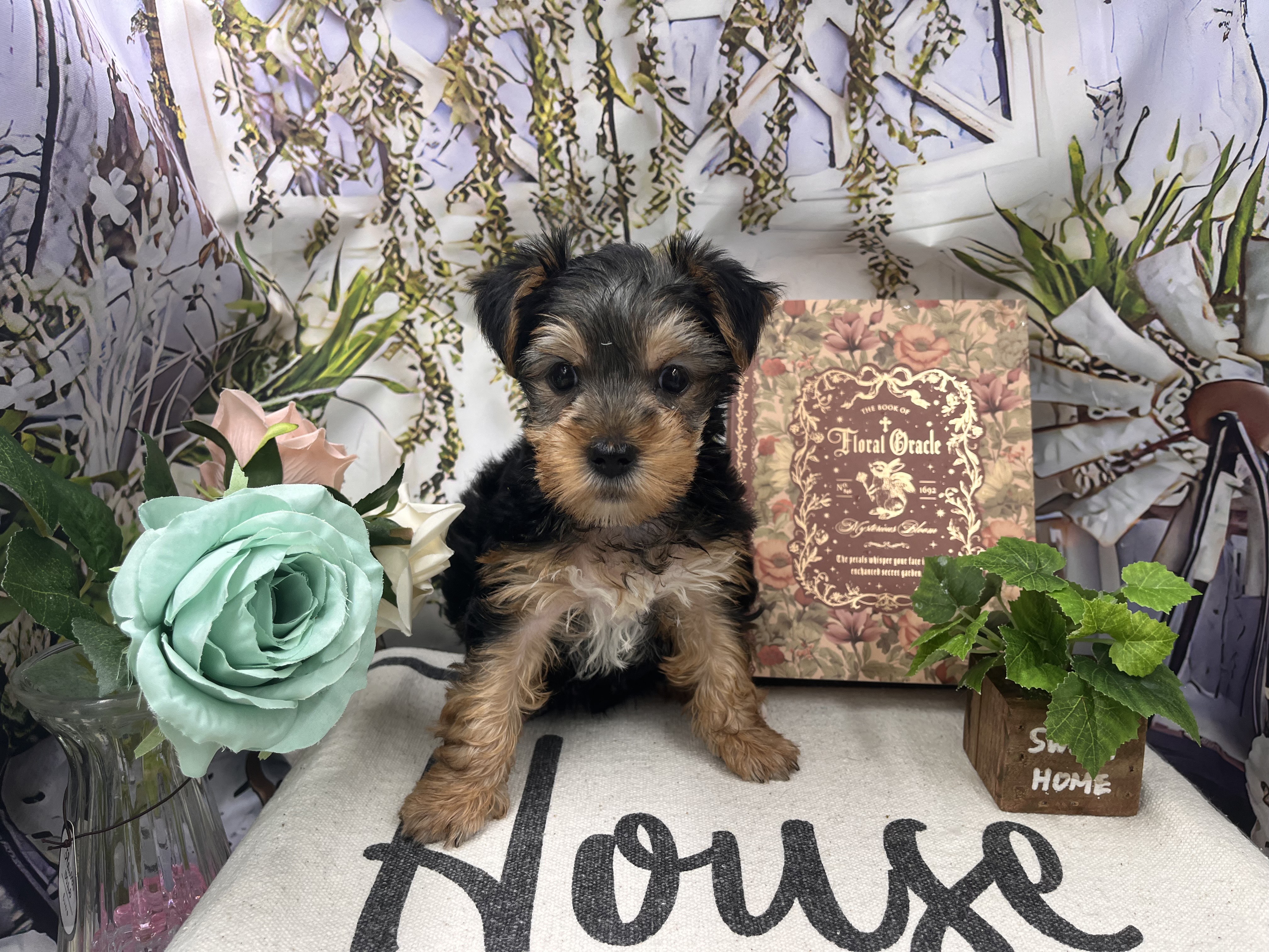 群馬県のハーフ犬・ミックス犬 (ペッツワン前橋小島田店/2025年10月26日生まれ/男の子/その他色)の子犬