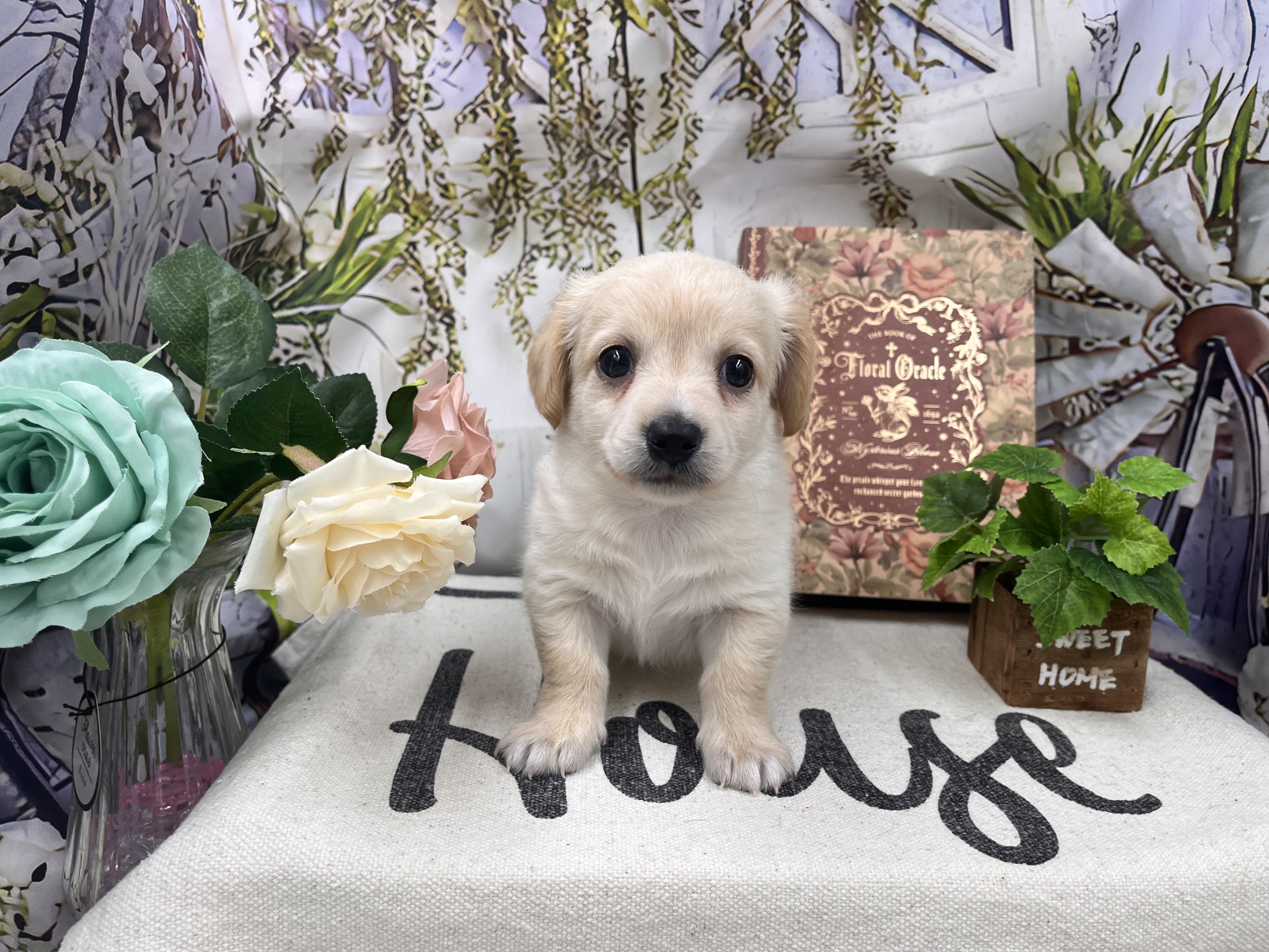 群馬県のハーフ犬・ミックス犬 (ペッツワン前橋小島田店/2025年10月25日生まれ/男の子/その他色)の子犬