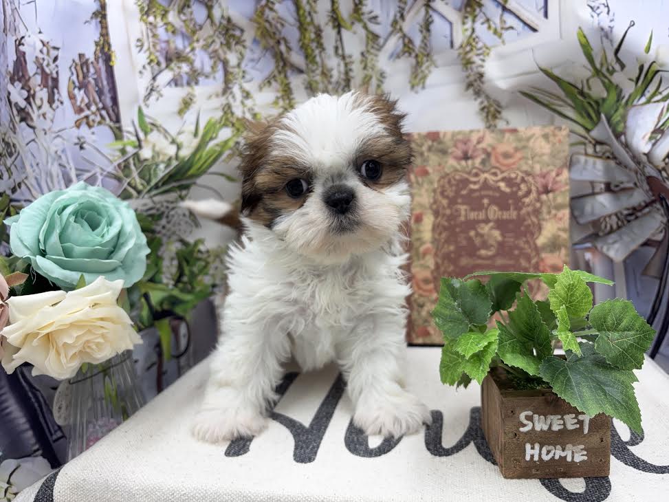 群馬県のシーズー (ペッツワン前橋小島田店/2025年9月8日生まれ/女の子/ホワイトゴールド)の子犬