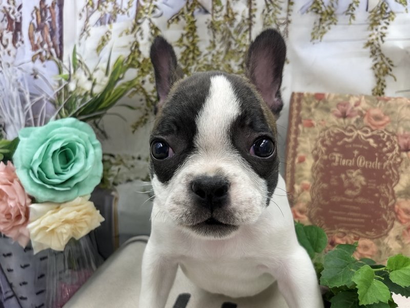 群馬県のフレンチブルドッグ (ペッツワン前橋小島田店/2025年9月26日生まれ/女の子/パイド)の子犬