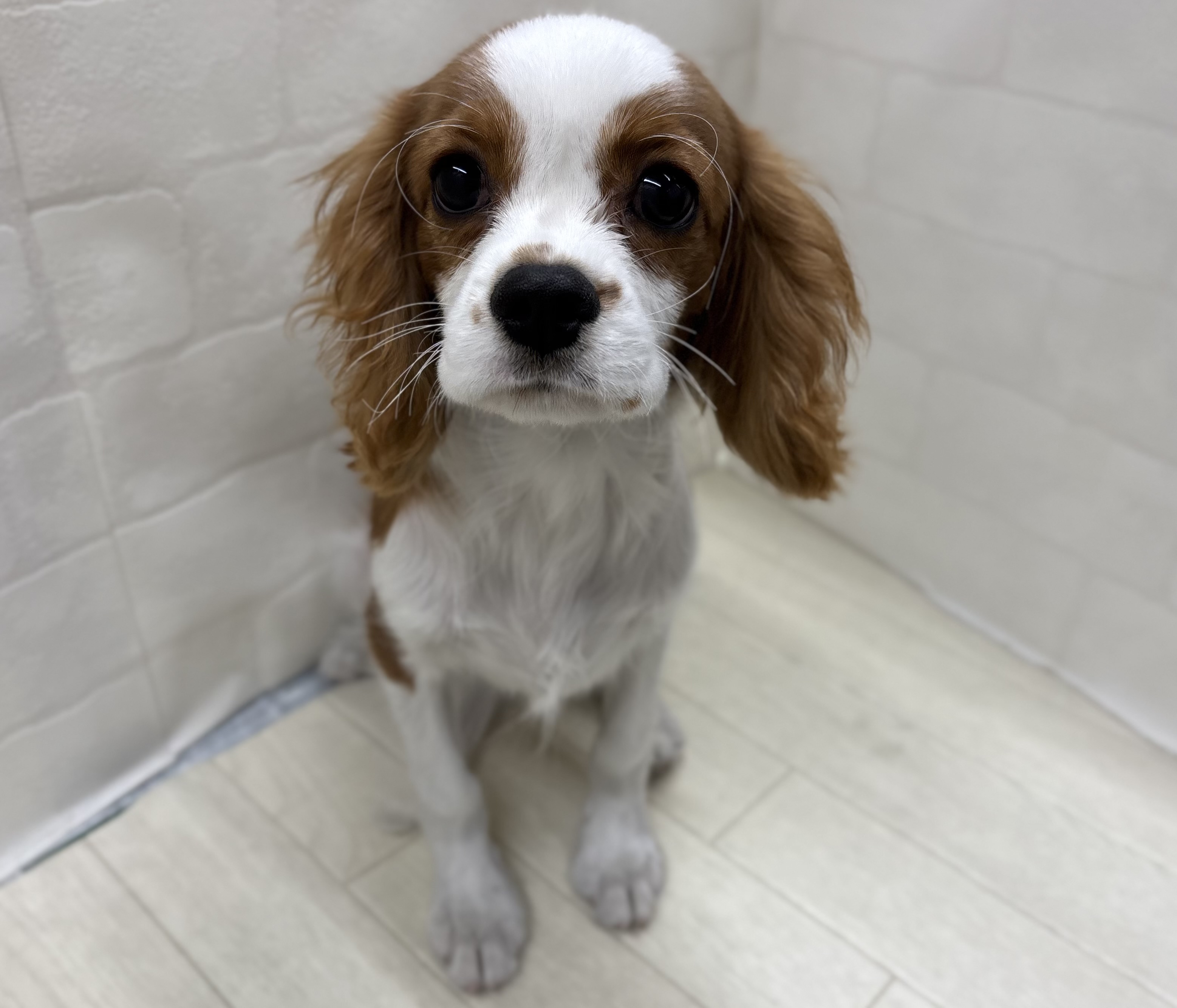 埼玉県のキャバリアキングチャールズスパニエル (ペッツワン大利根店/2025年8月9日生まれ/男の子/ブレンハイム)の子犬の2枚目の画像