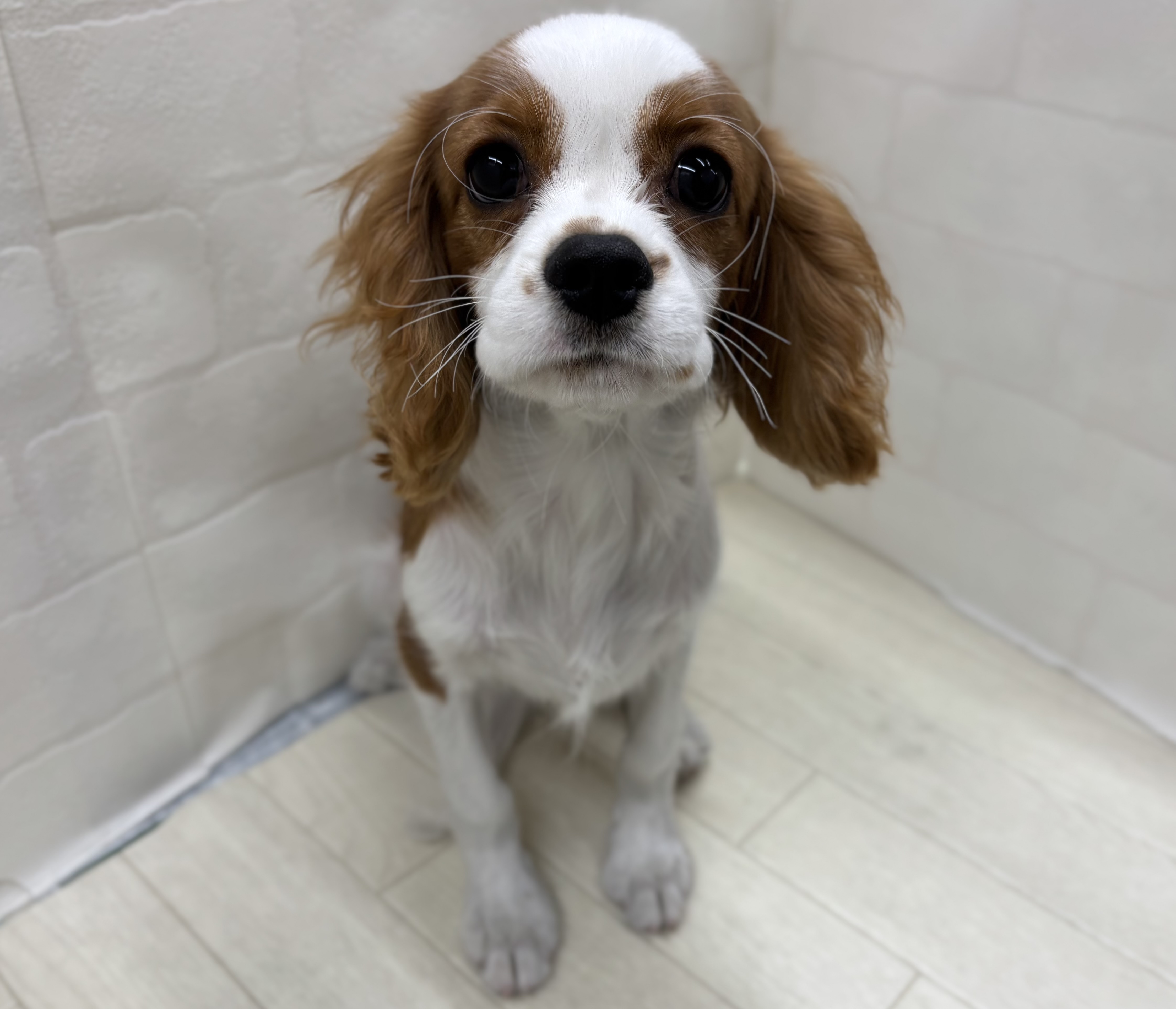 埼玉県のキャバリアキングチャールズスパニエル (ペッツワン大利根店/2025年8月9日生まれ/男の子/ブレンハイム)の子犬の1枚目の画像