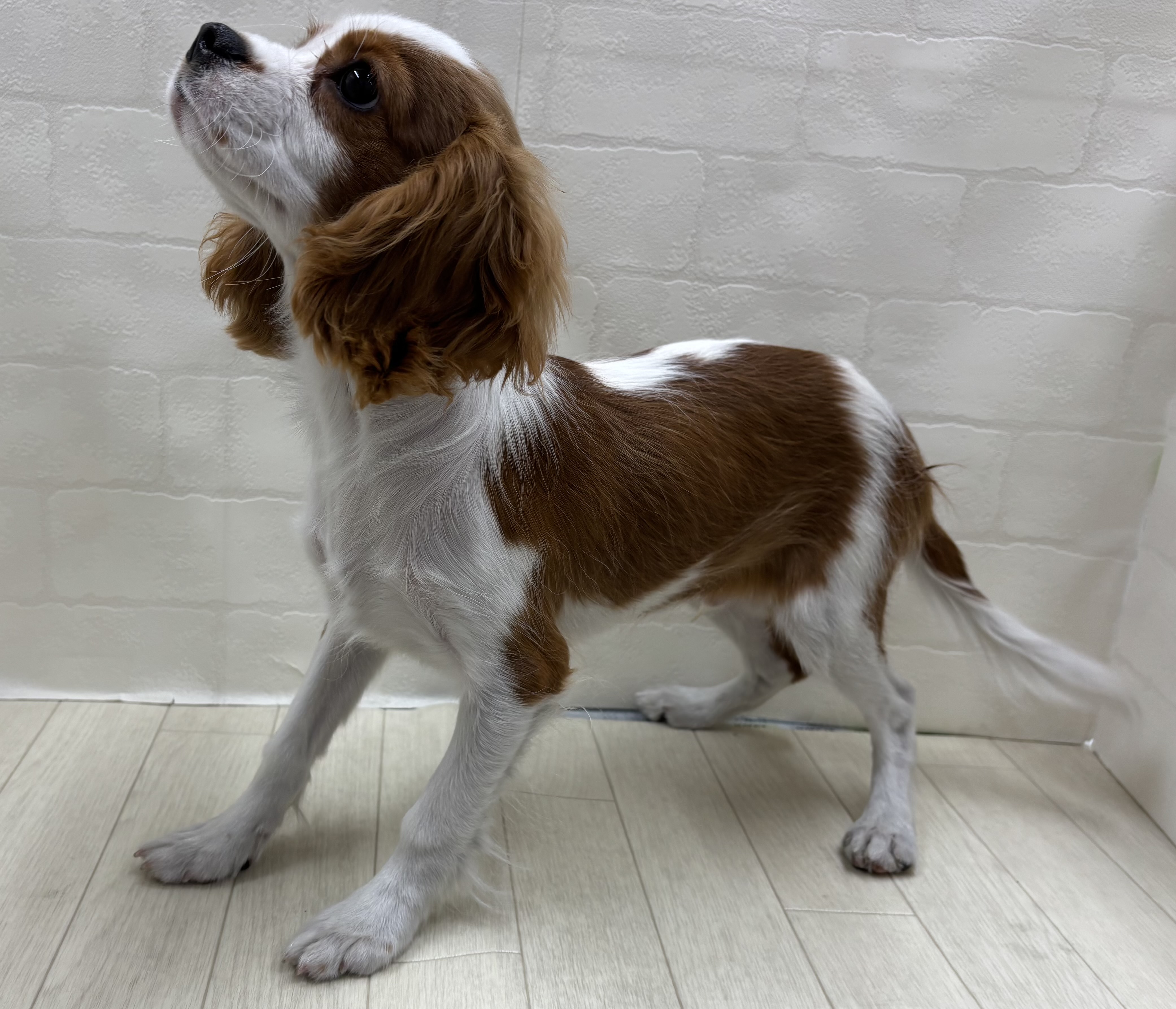 埼玉県のキャバリアキングチャールズスパニエル (ペッツワン大利根店/2025年8月9日生まれ/男の子/ブレンハイム)の子犬の3枚目の画像