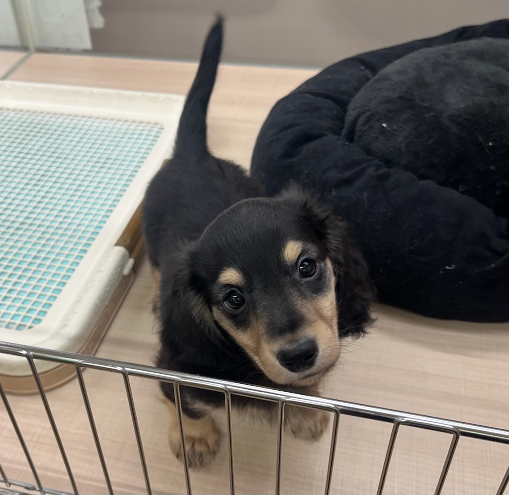 千葉県のミニチュアダックスフンド(ロング) (ペッツワン富津店/2025年10月8日生まれ/男の子/ブラックタン)の子犬