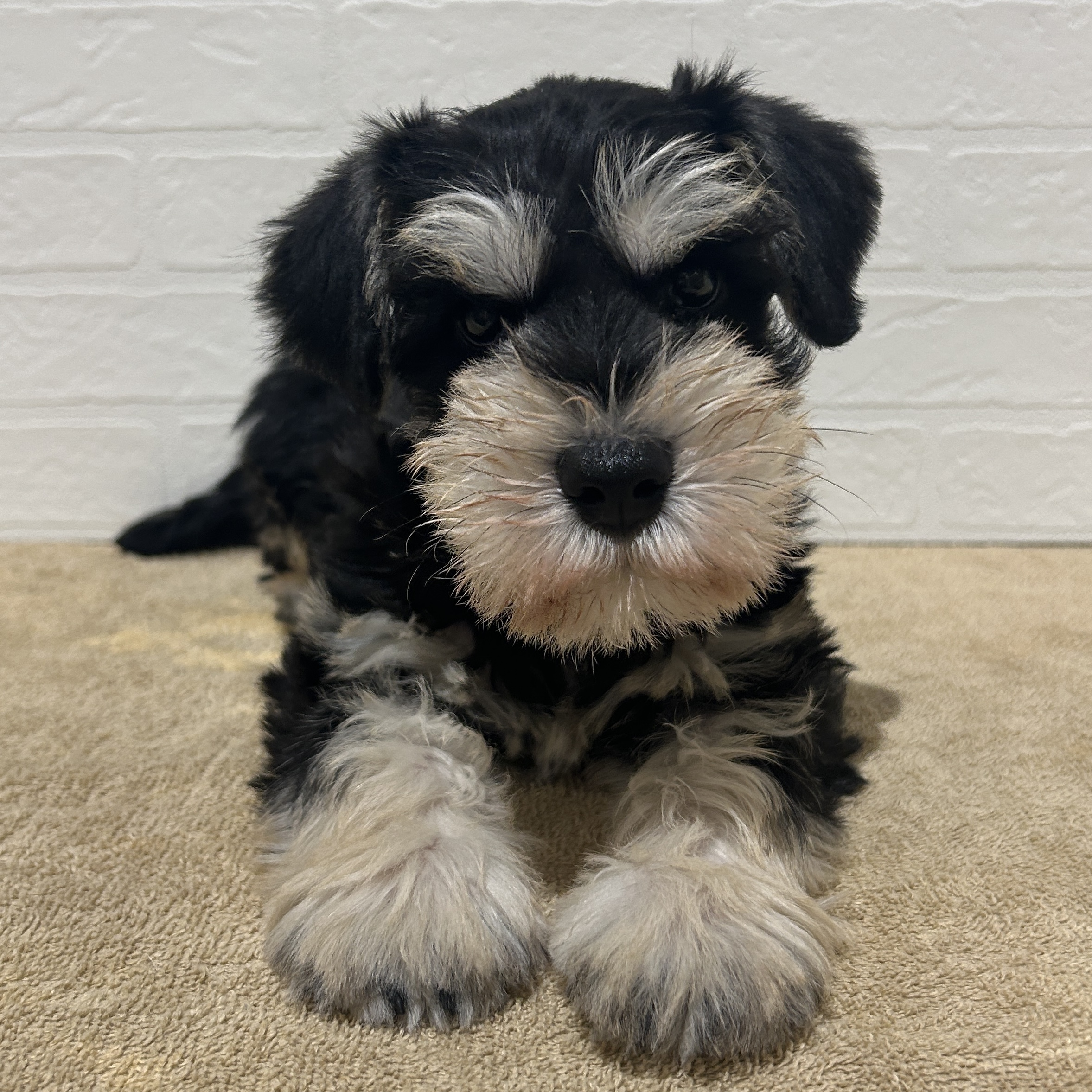 愛知県のミニチュアシュナウザー (ペッツワン常滑店/2025年10月26日生まれ/男の子/ブラックシルバー)の子犬