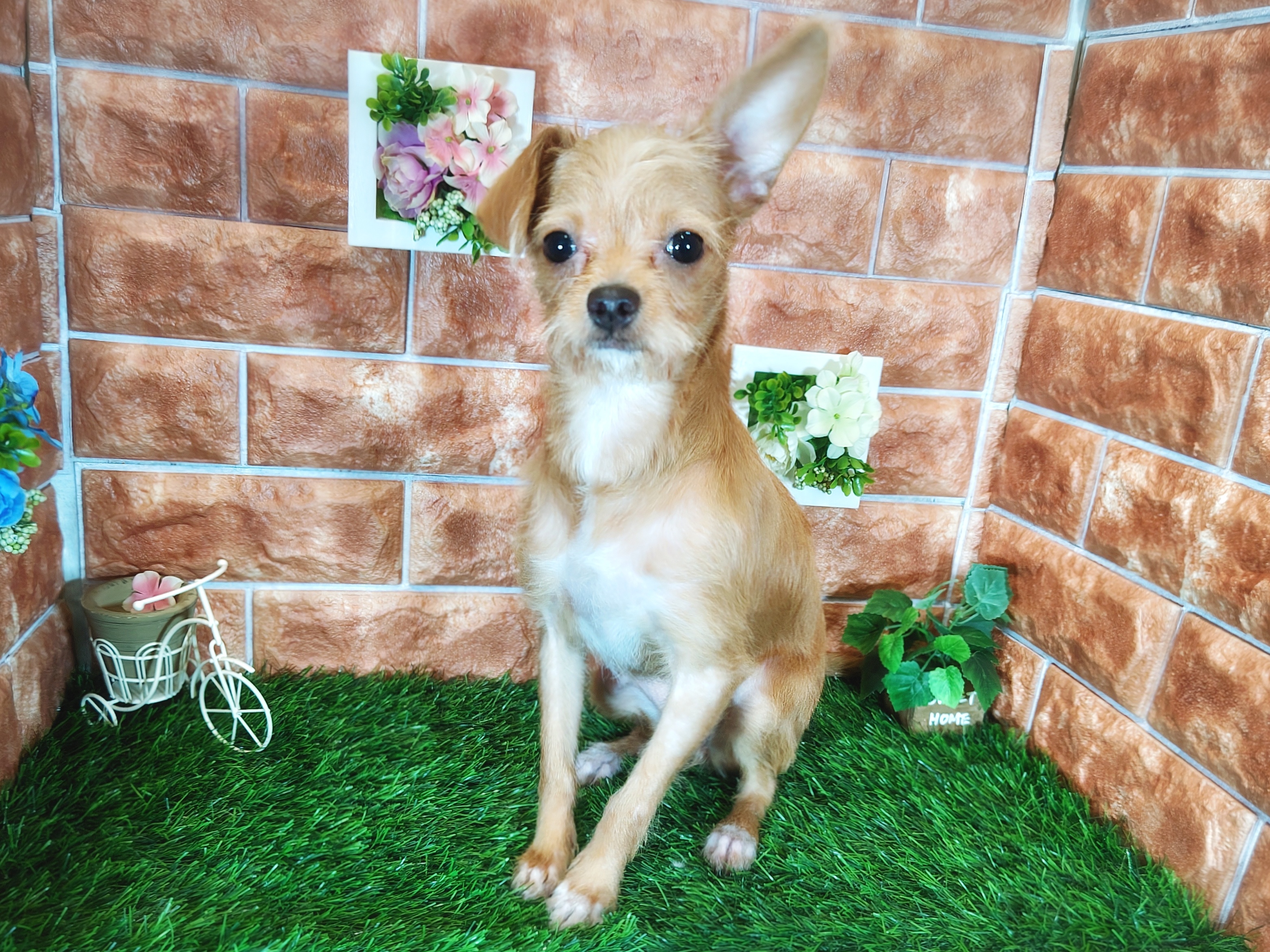 栃木県のハーフ犬・ミックス犬 (ペッツワン今市店/2025年4月13日生まれ/女の子/クリーム)の子犬