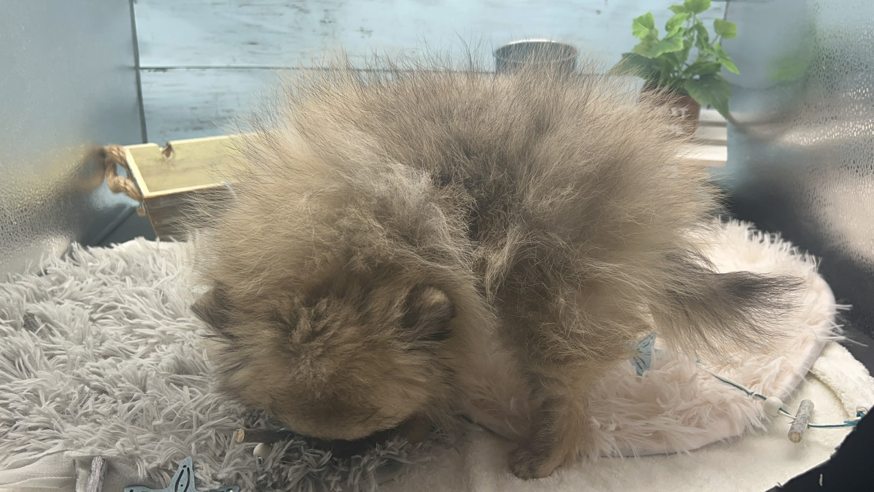 静岡県のハーフ犬・ミックス犬 (ペッツワン藤枝店/2025年8月4日生まれ/女の子/フォーン)の子犬の3枚目の画像