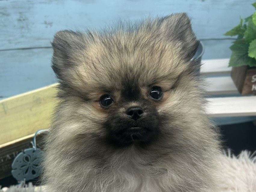 静岡県のハーフ犬・ミックス犬 (ペッツワン藤枝店/2025年8月4日生まれ/女の子/フォーン)の子犬