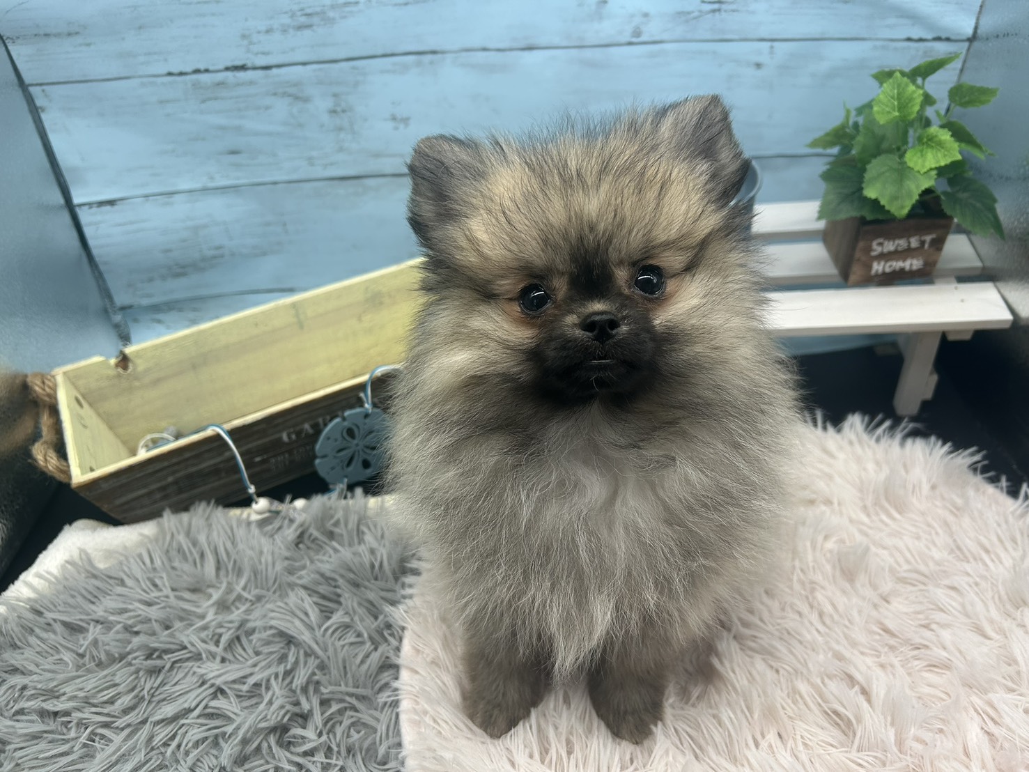 静岡県のハーフ犬・ミックス犬 (ペッツワン藤枝店/2025年8月4日生まれ/女の子/フォーン)の子犬の2枚目の画像