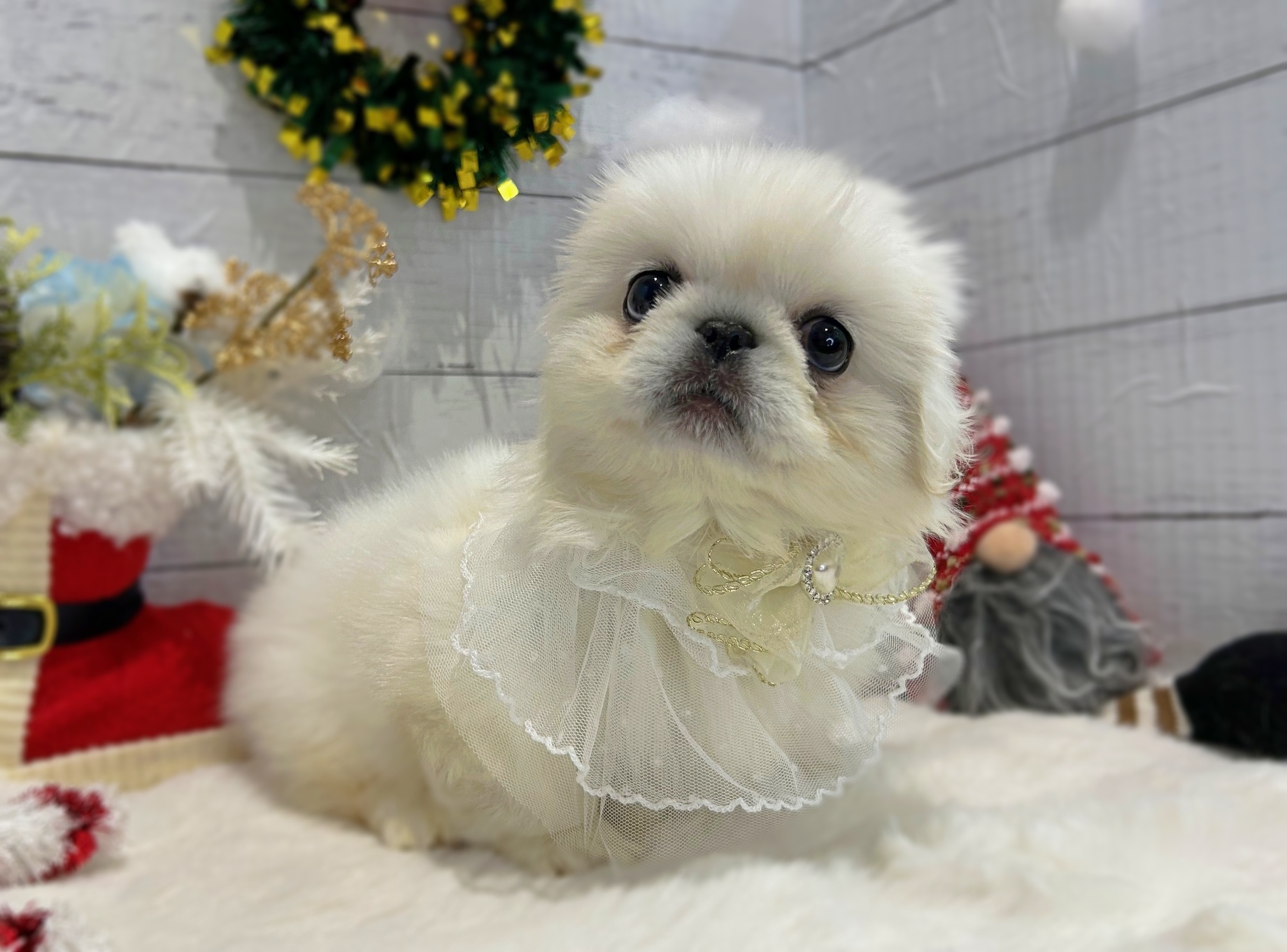 滋賀県のペキニーズ (ペッツワン堅田店/2025年10月15日生まれ/女の子/ホワイト)の子犬の3枚目の画像