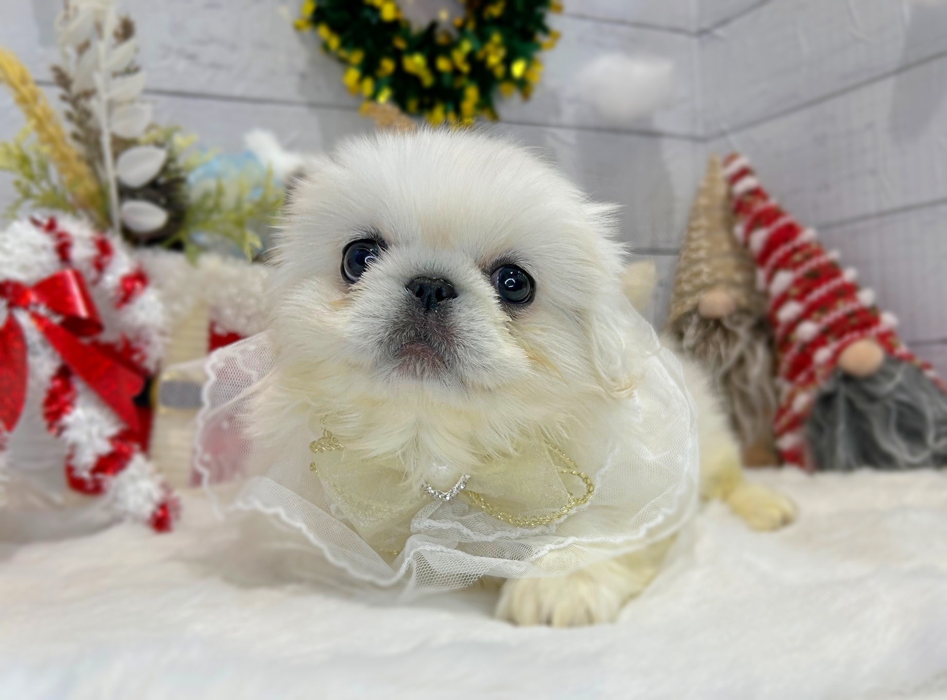 滋賀県のペキニーズ (ペッツワン堅田店/2025年10月15日生まれ/女の子/ホワイト)の子犬の2枚目の画像