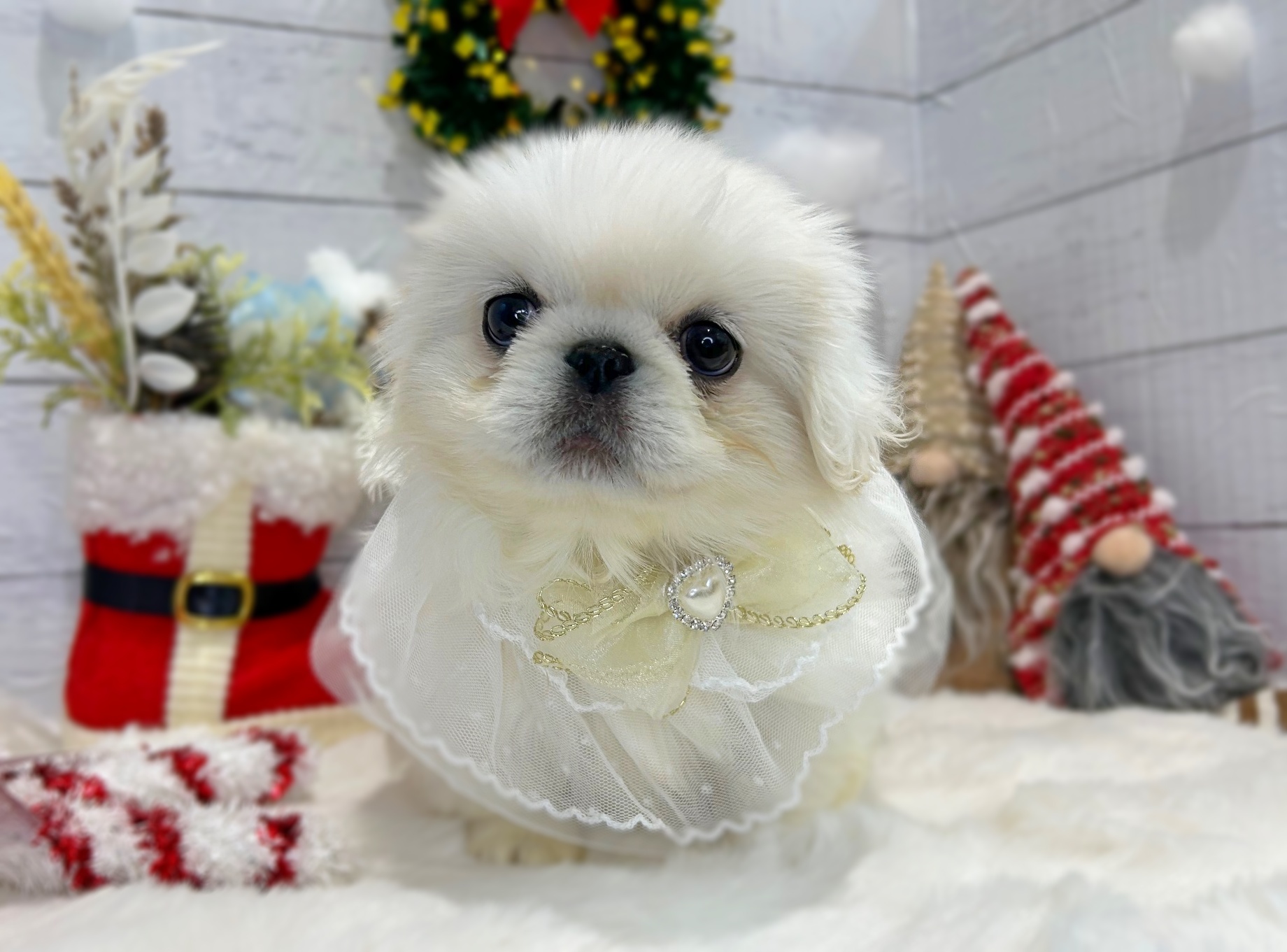 滋賀県のペキニーズ (ペッツワン堅田店/2025年10月15日生まれ/女の子/ホワイト)の子犬の1枚目の画像