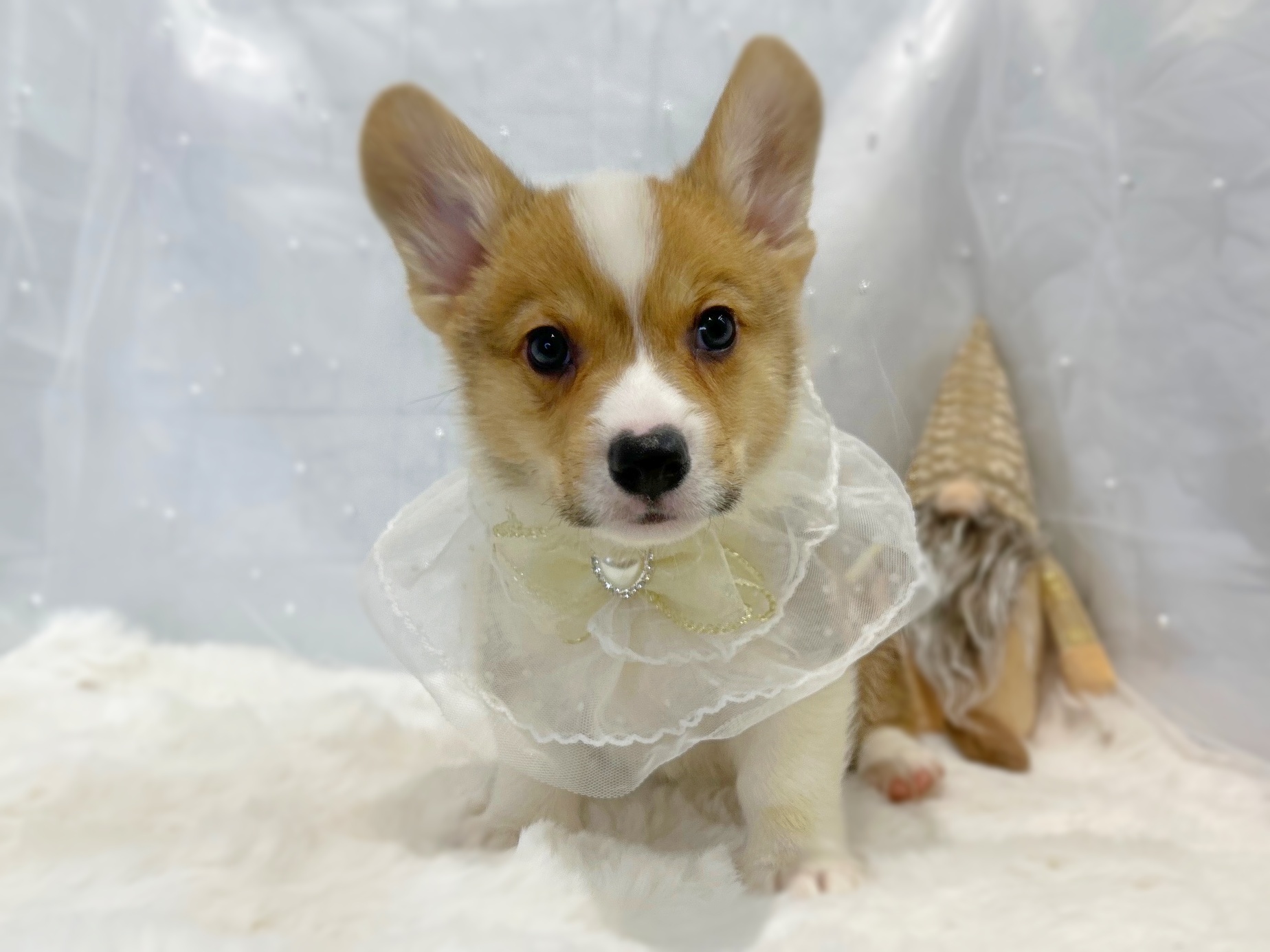 滋賀県のウェルシュコーギーペンブローク (ペッツワン堅田店/2025年10月19日生まれ/男の子/レッドホワイト)の子犬