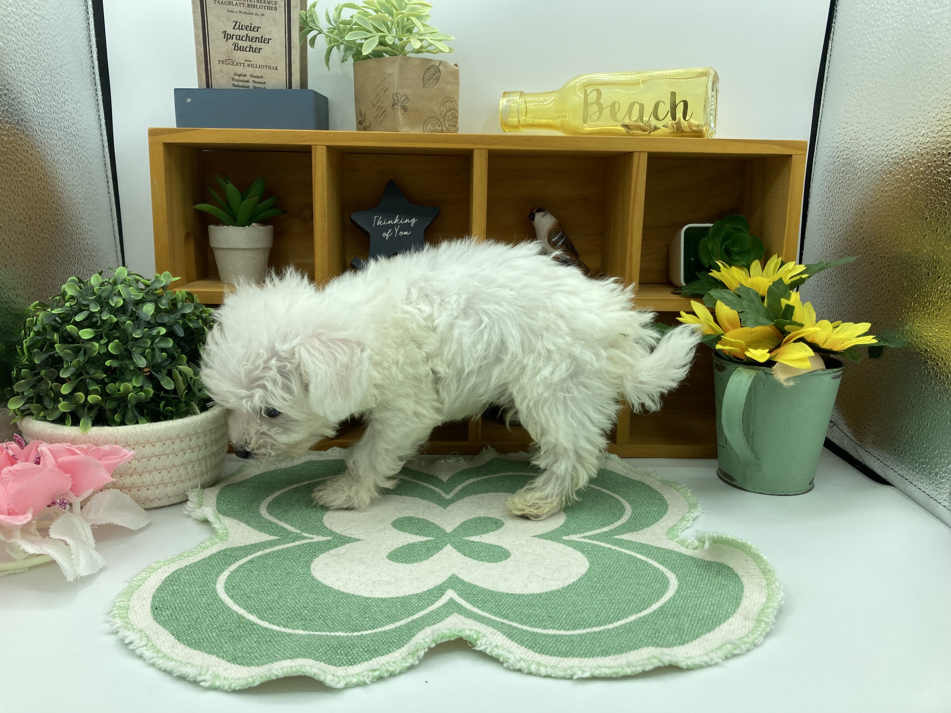 静岡県のビションフリーゼ (ペッツワン清水店/2025年10月9日生まれ/男の子/ホワイト)の子犬の3枚目の画像