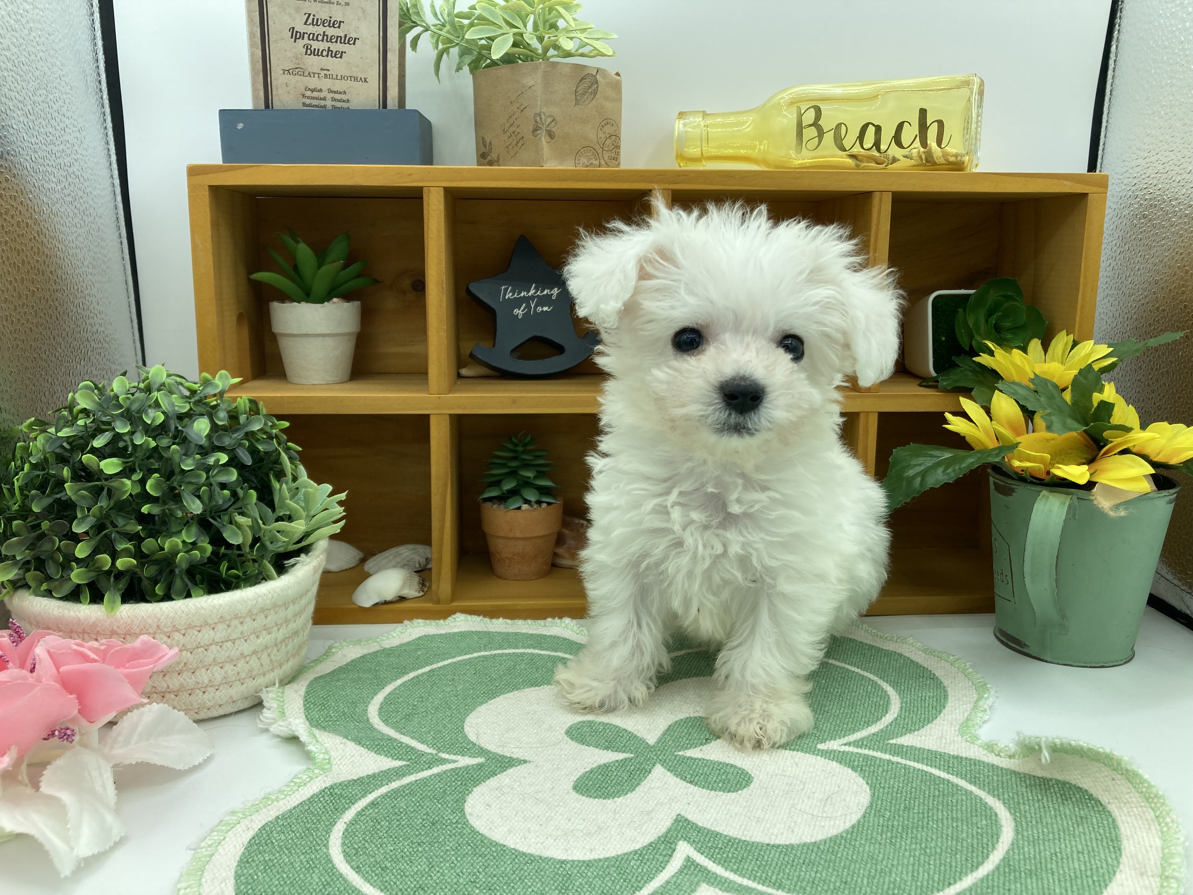 静岡県のビションフリーゼ (ペッツワン清水店/2025年10月9日生まれ/男の子/ホワイト)の子犬の1枚目の画像