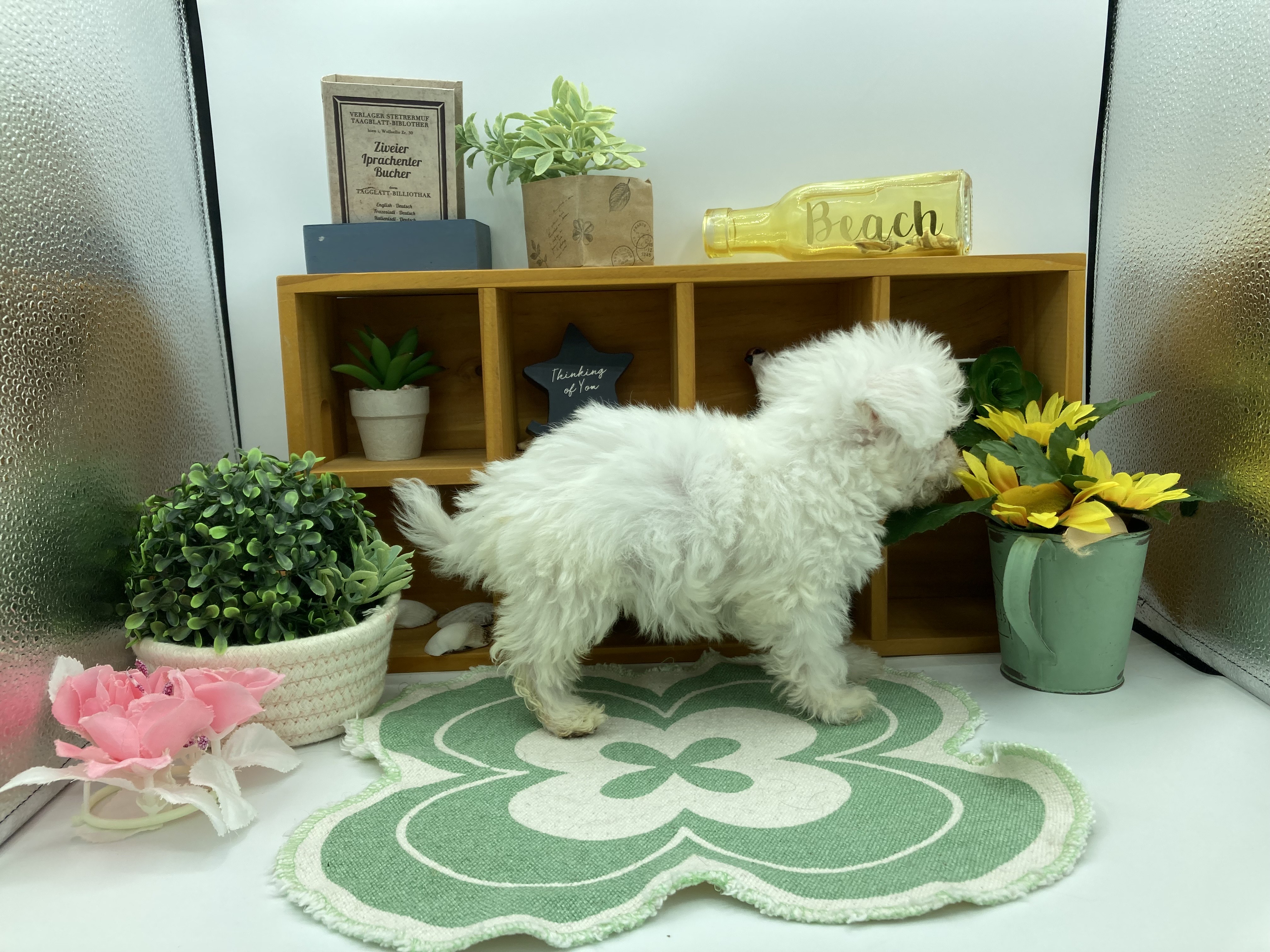 静岡県のビションフリーゼ (ペッツワン清水店/2025年10月9日生まれ/男の子/ホワイト)の子犬の2枚目の画像