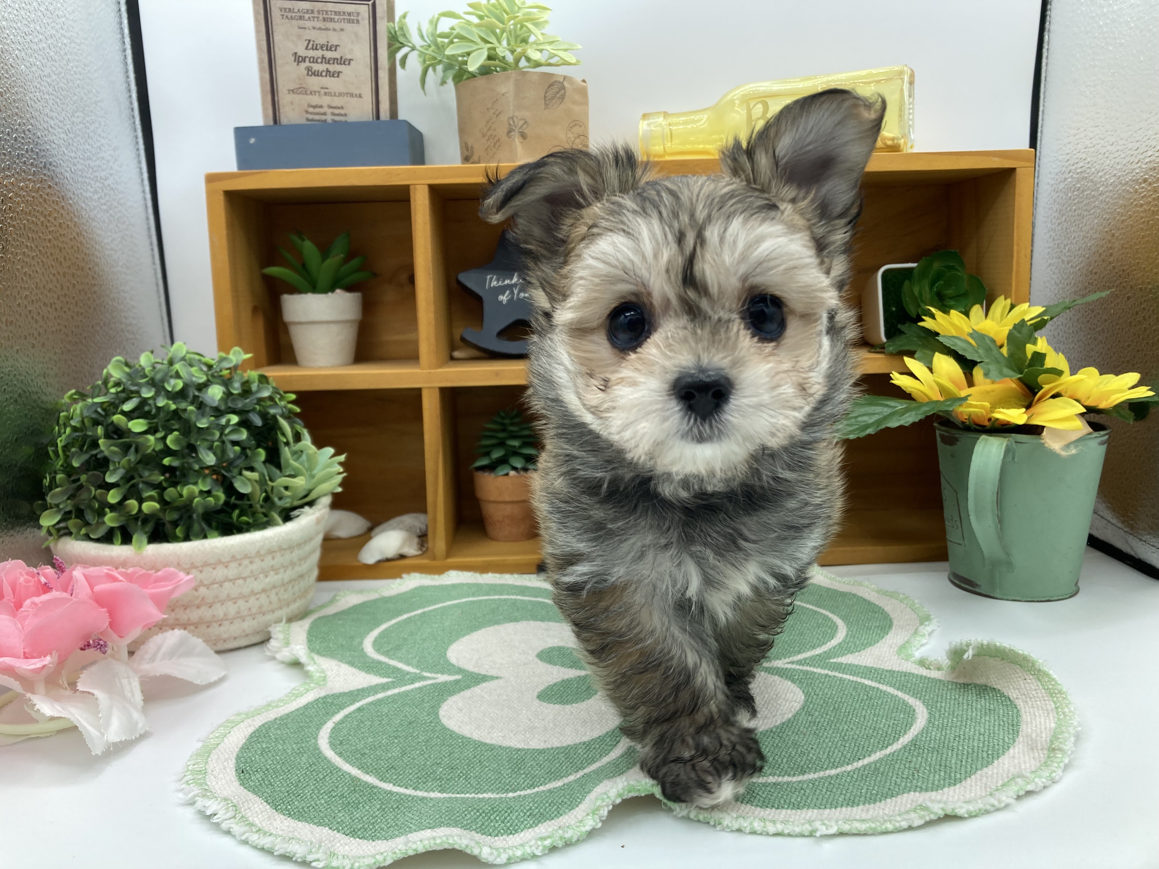 静岡県のハーフ犬・ミックス犬 (ペッツワン清水店/2025年10月11日生まれ/女の子/フォーンホワイト)の子犬