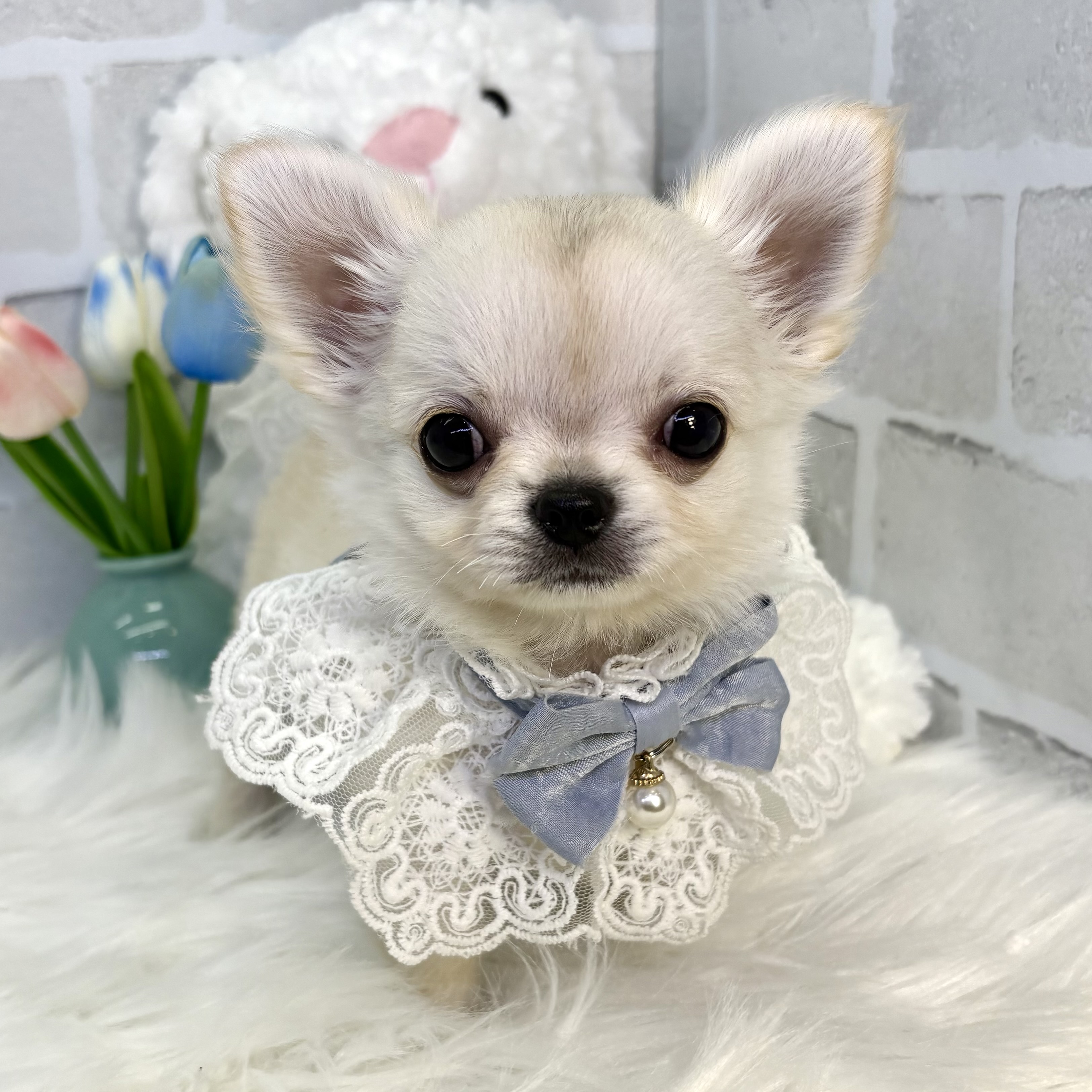 大阪府のチワワ(ロング) (ペッツワン高槻店/2025年10月20日生まれ/男の子/クリーム)の子犬の3枚目の画像