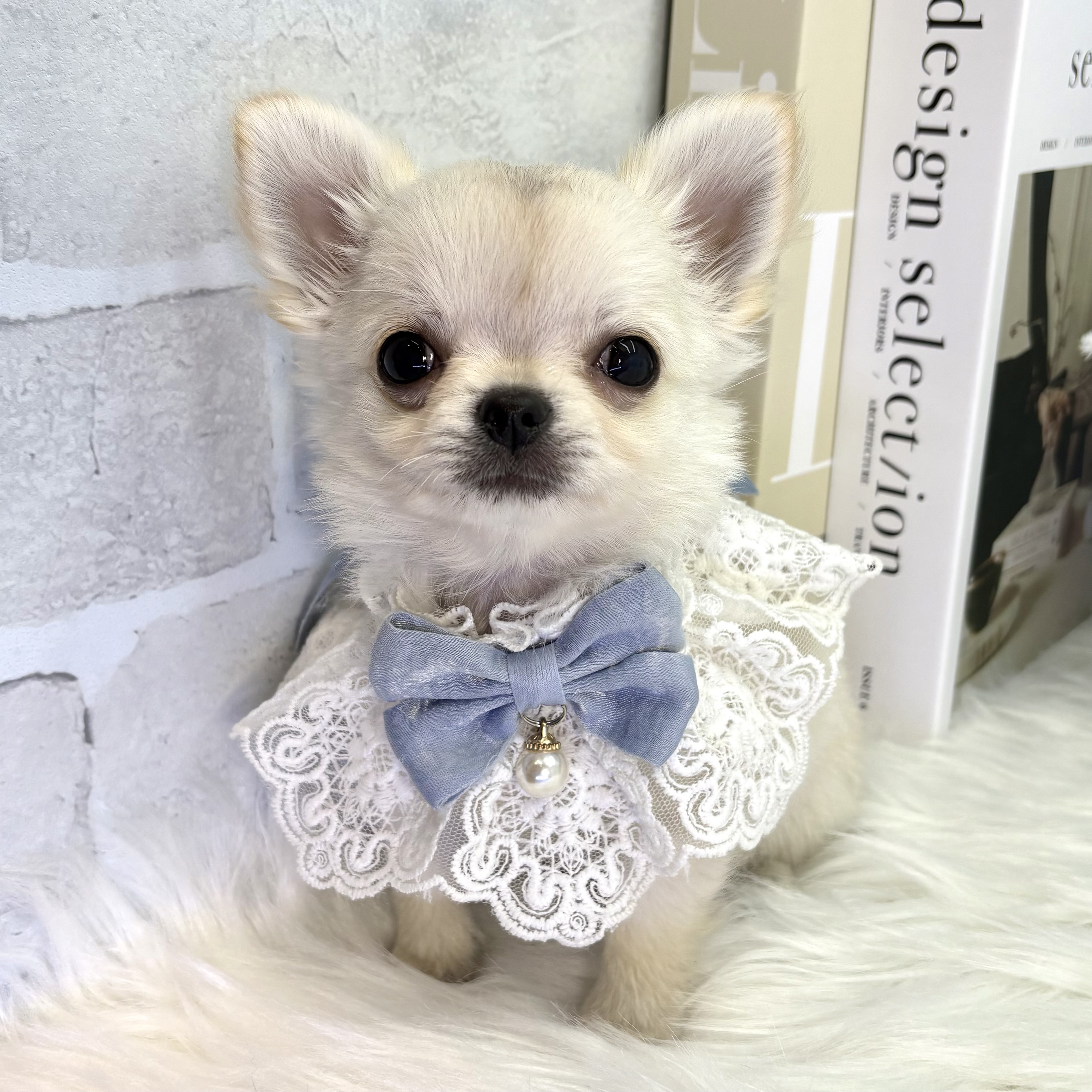 大阪府のチワワ(ロング) (ペッツワン高槻店/2025年10月20日生まれ/男の子/クリーム)の子犬の1枚目の画像