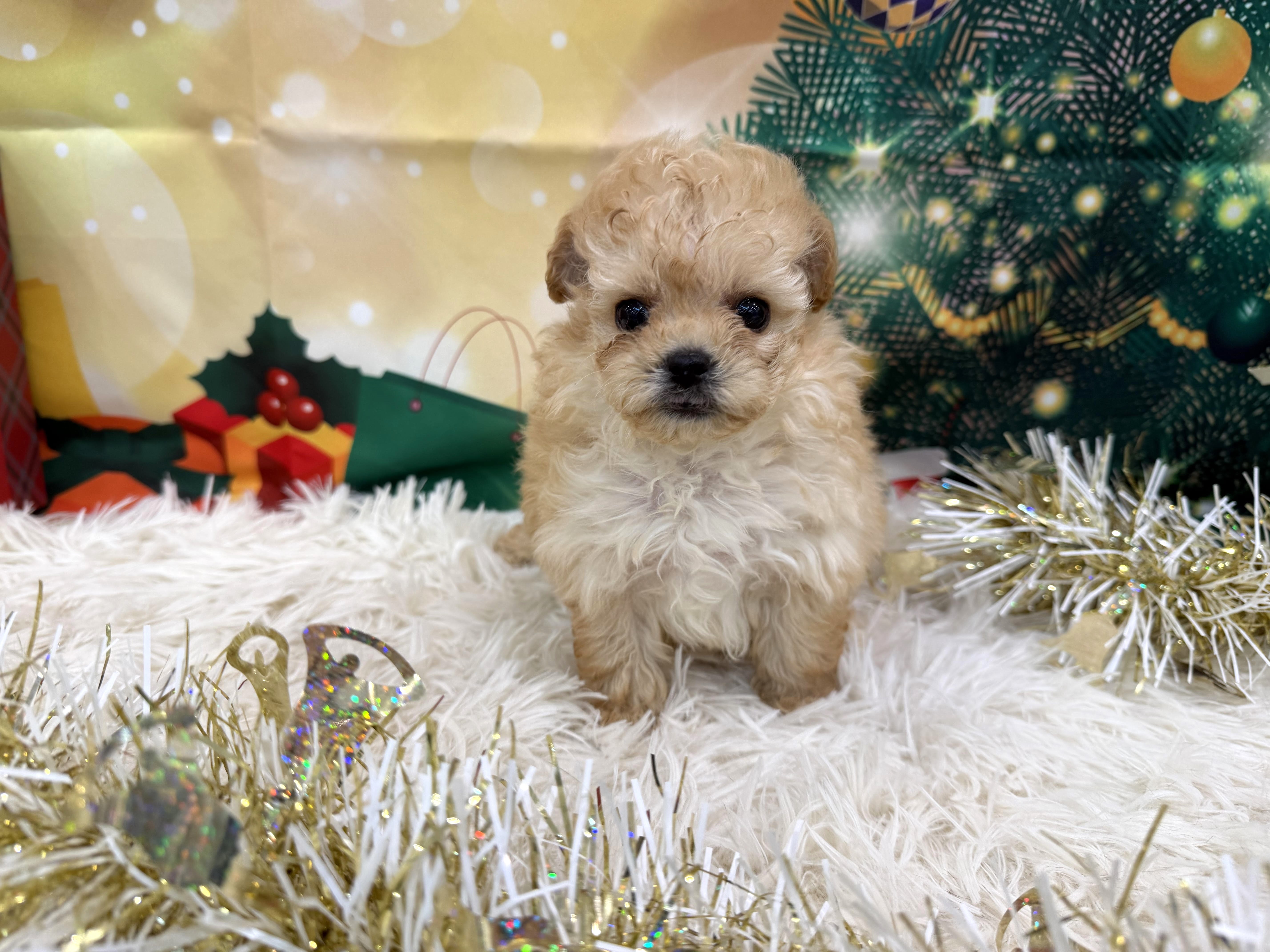 静岡県のハーフ犬・ミックス犬 (ペッツワン清水店/2025年10月8日生まれ/男の子/アプリコット)の子犬