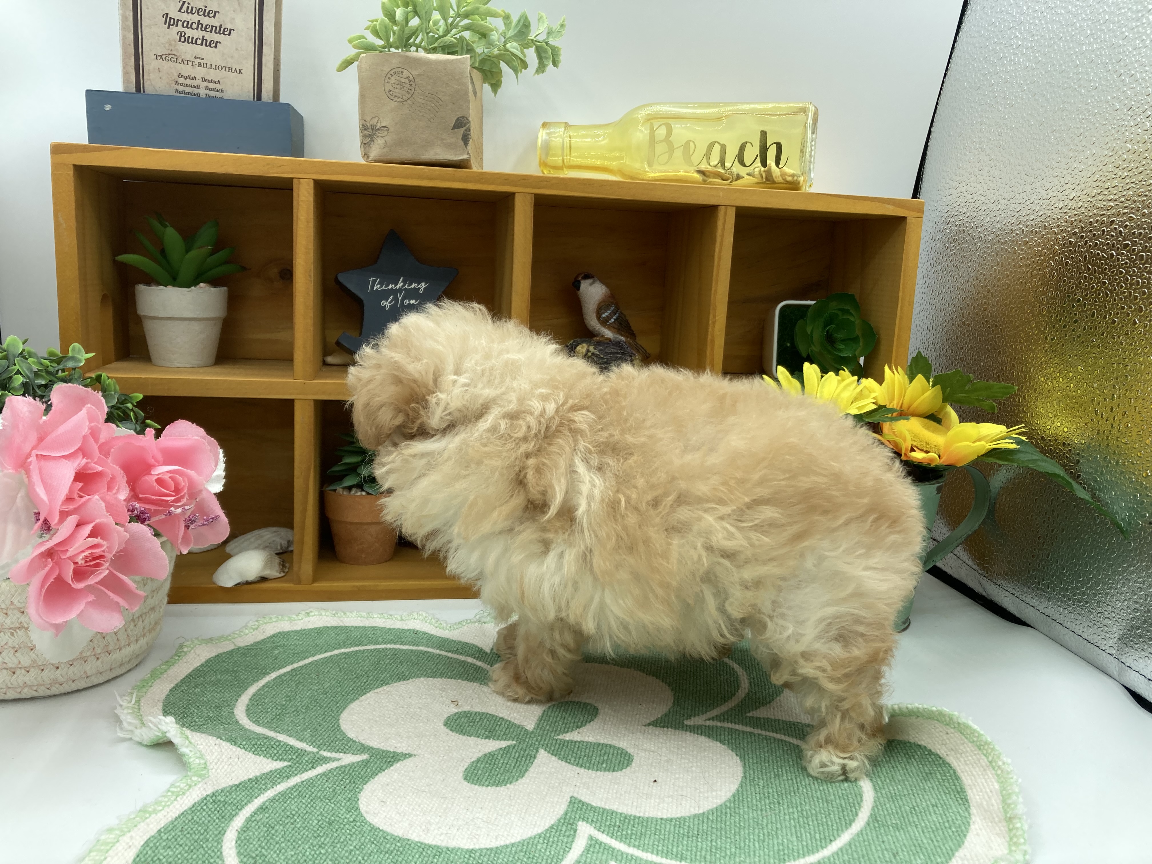 静岡県のハーフ犬・ミックス犬 (ペッツワン清水店/2025年10月8日生まれ/男の子/アプリコット)の子犬の3枚目の画像